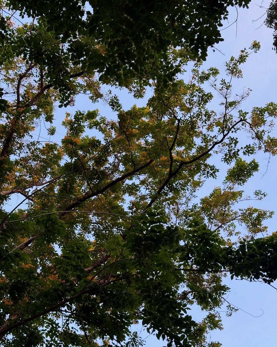 ไข่มุก - รุ่งรัตน์ เหม็งพานิช