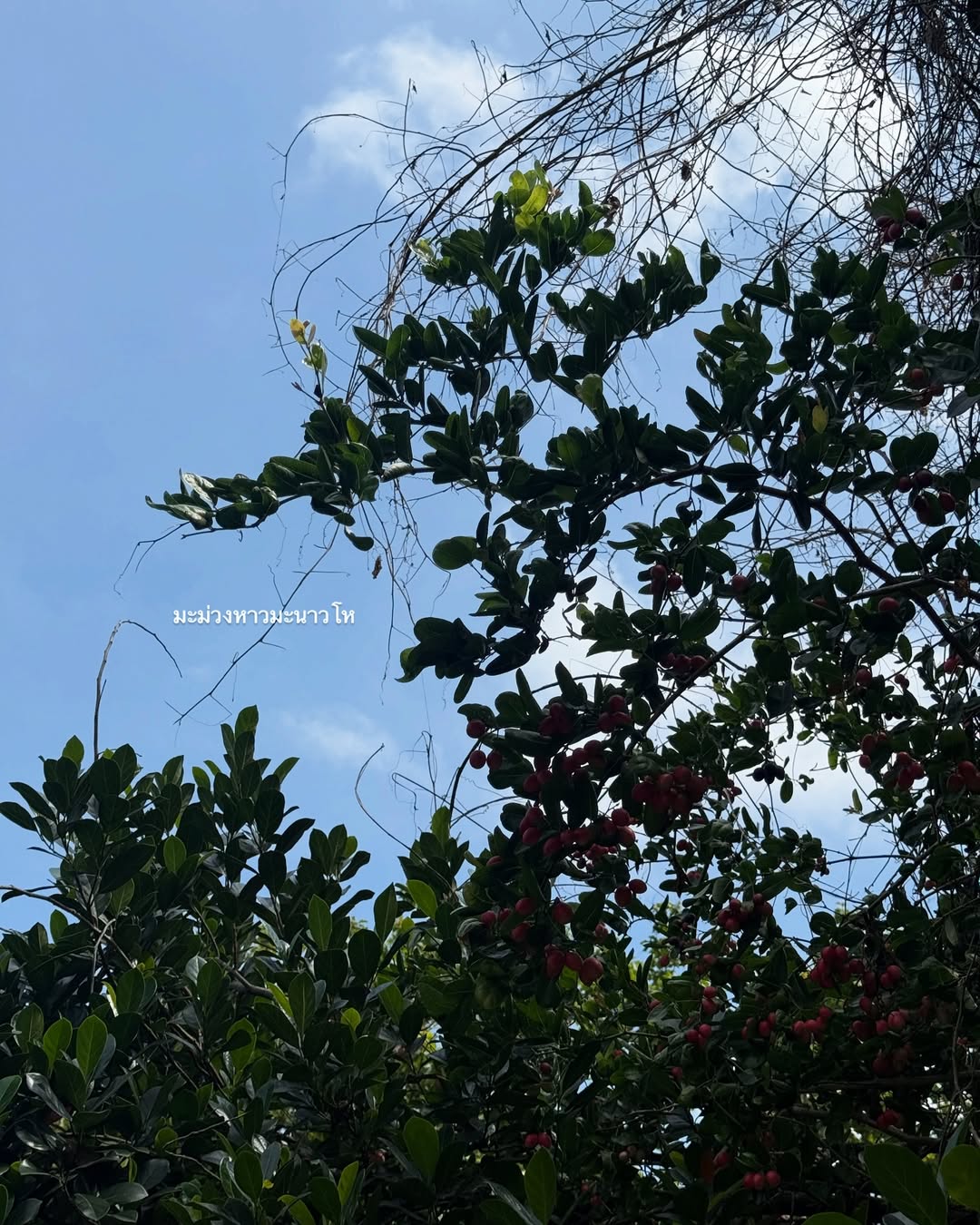 ไข่มุก - รุ่งรัตน์ เหม็งพานิช