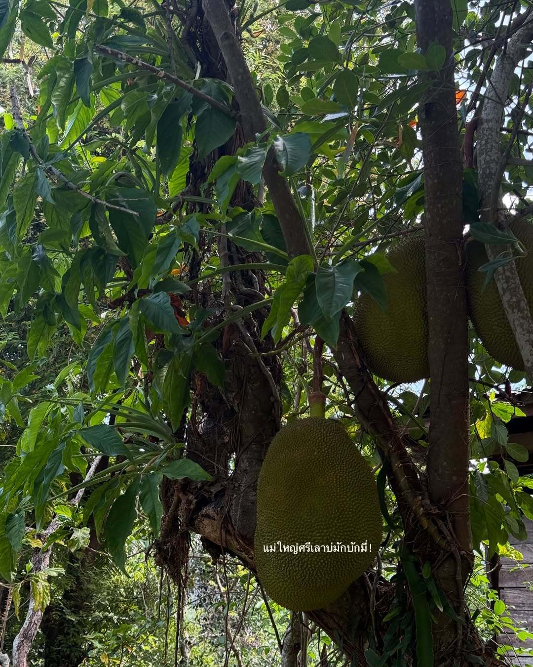 ไข่มุก - รุ่งรัตน์ เหม็งพานิช