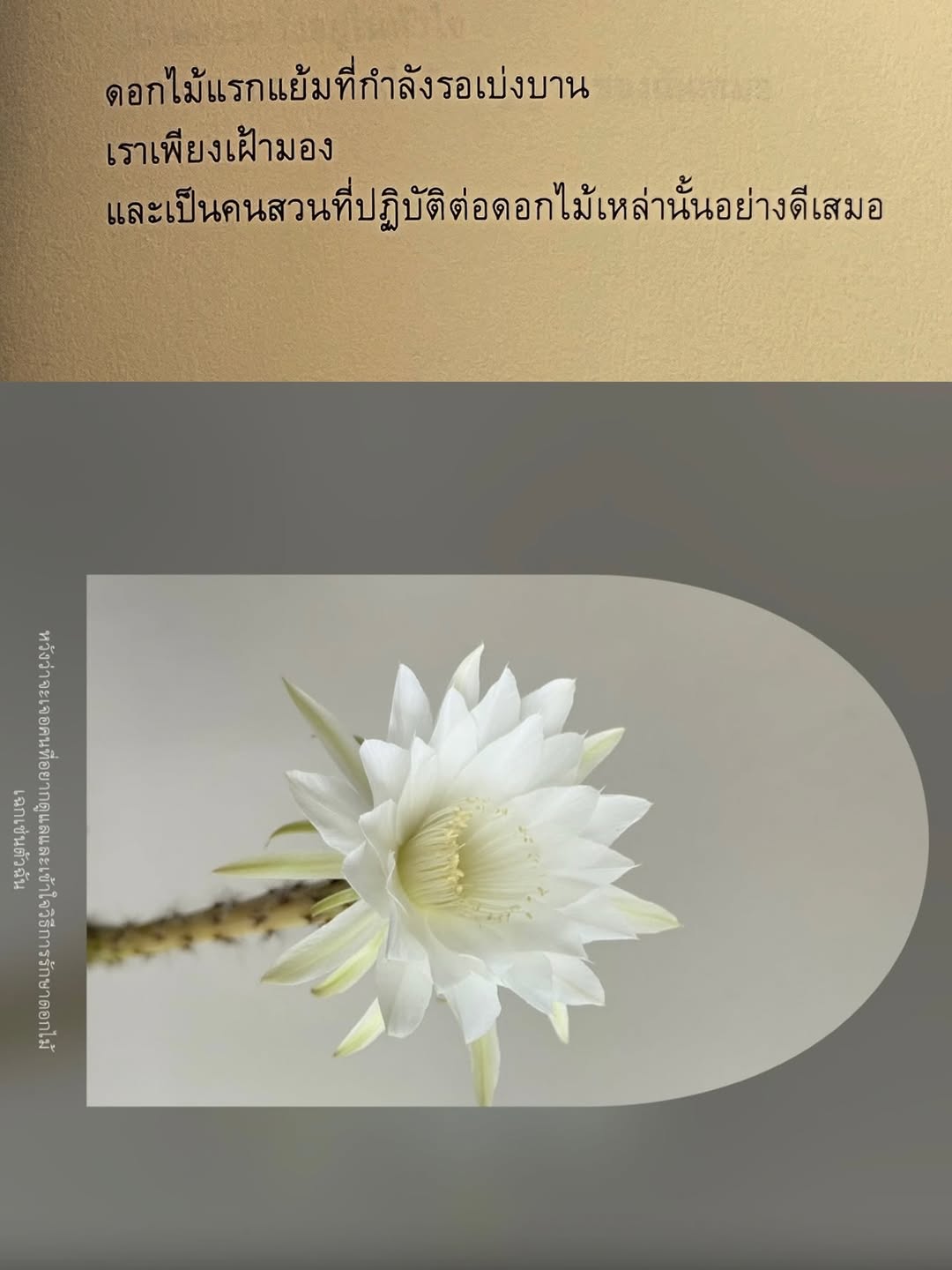 ไข่มุก - รุ่งรัตน์ เหม็งพานิช