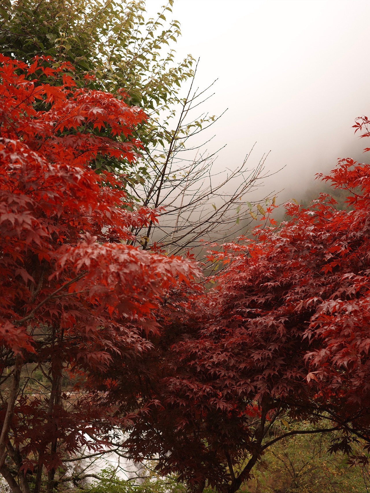 ไข่มุก - รุ่งรัตน์ เหม็งพานิช