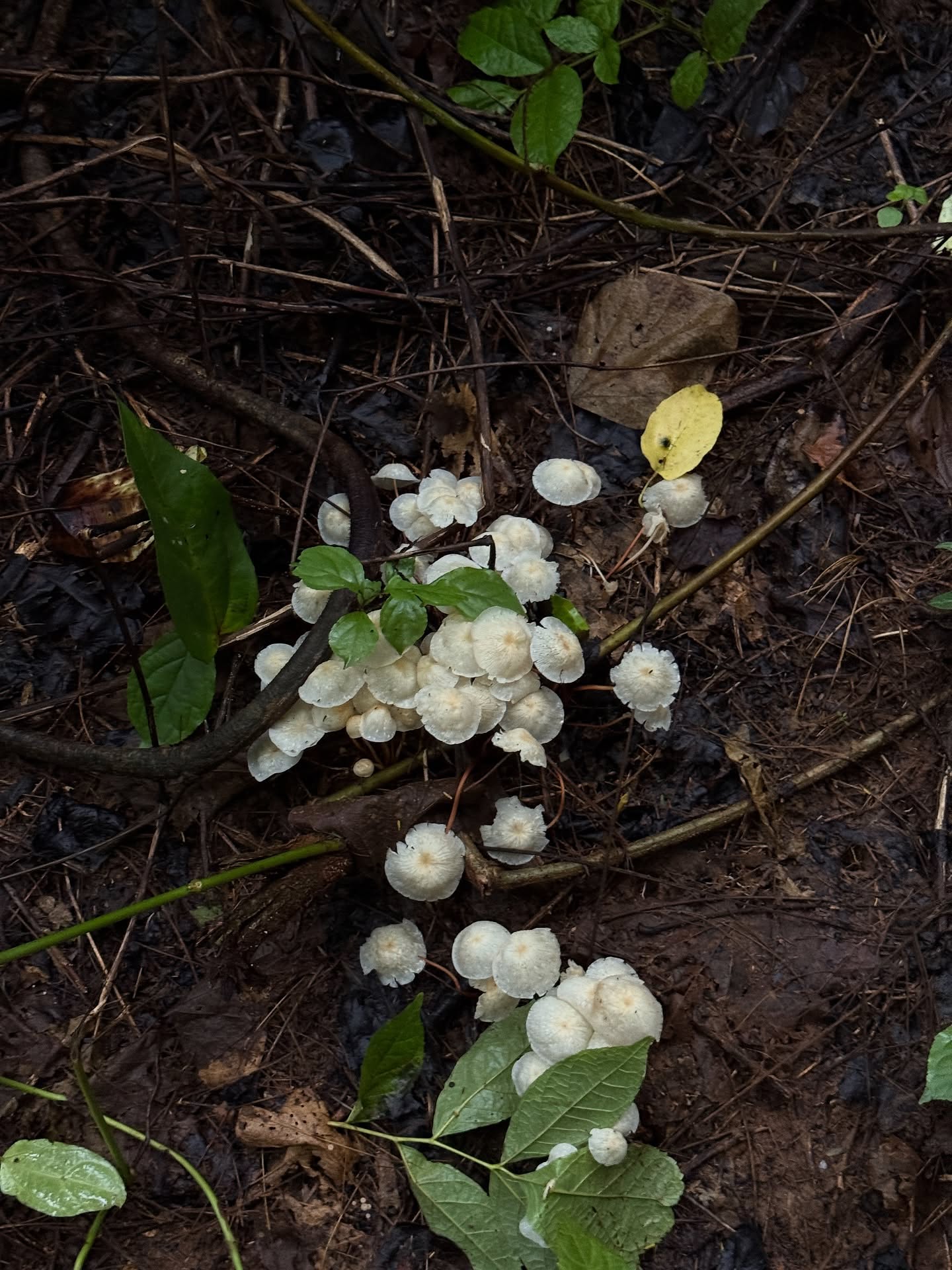 ไข่มุก - รุ่งรัตน์ เหม็งพานิช