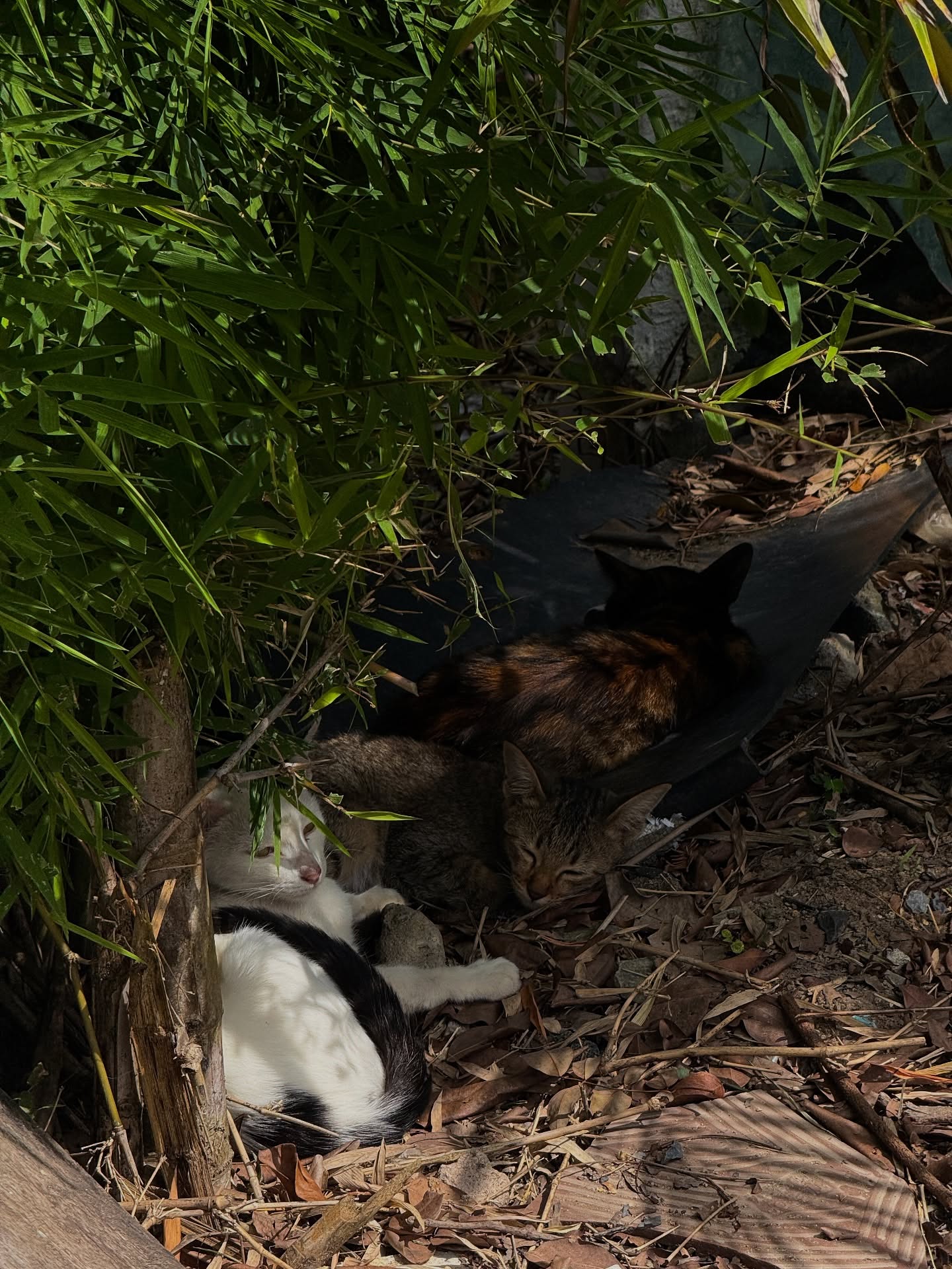 ไข่มุก - รุ่งรัตน์ เหม็งพานิช