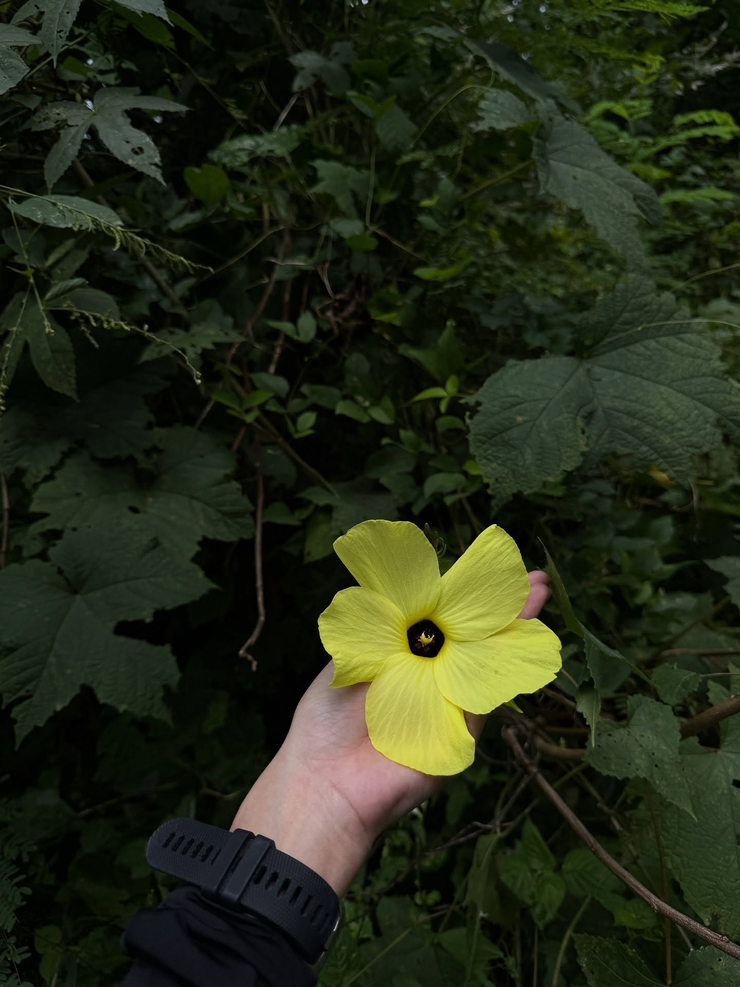 ไข่มุก - รุ่งรัตน์ เหม็งพานิช