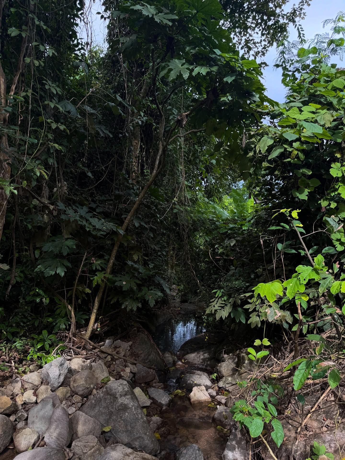 ไข่มุก - รุ่งรัตน์ เหม็งพานิช