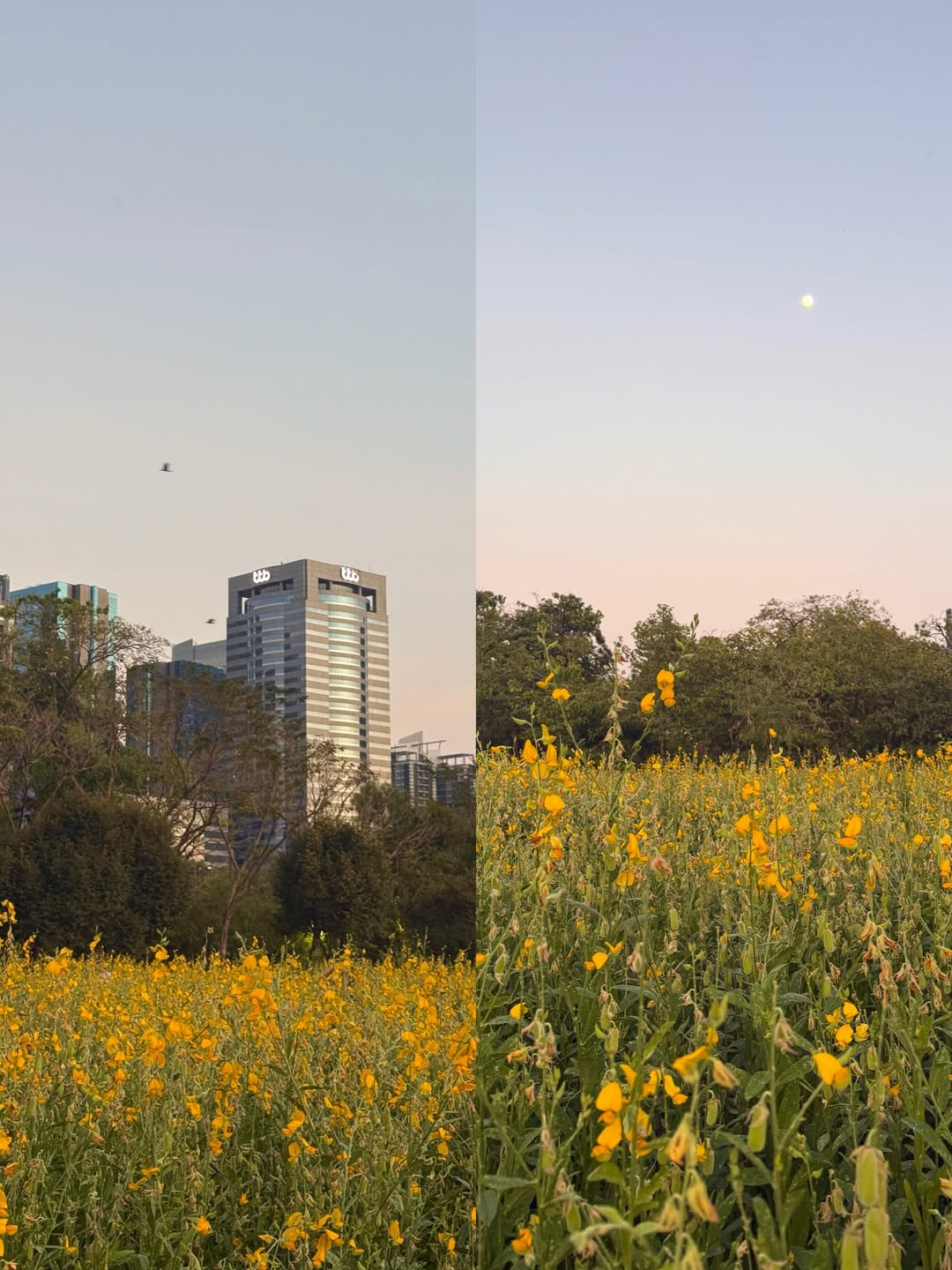 ไข่มุก - รุ่งรัตน์ เหม็งพานิช