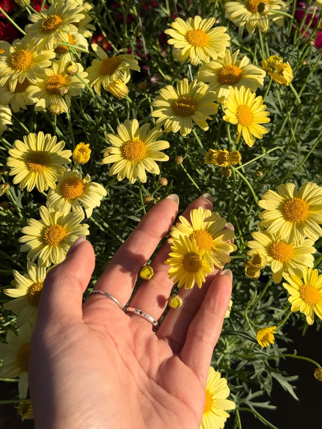 ไข่มุก - รุ่งรัตน์ เหม็งพานิช