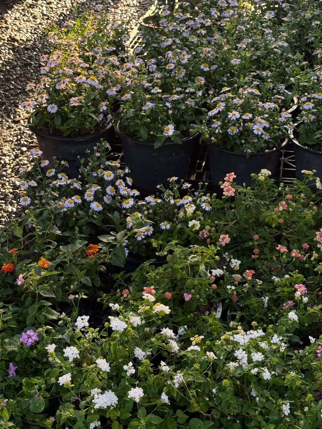 ไข่มุก - รุ่งรัตน์ เหม็งพานิช