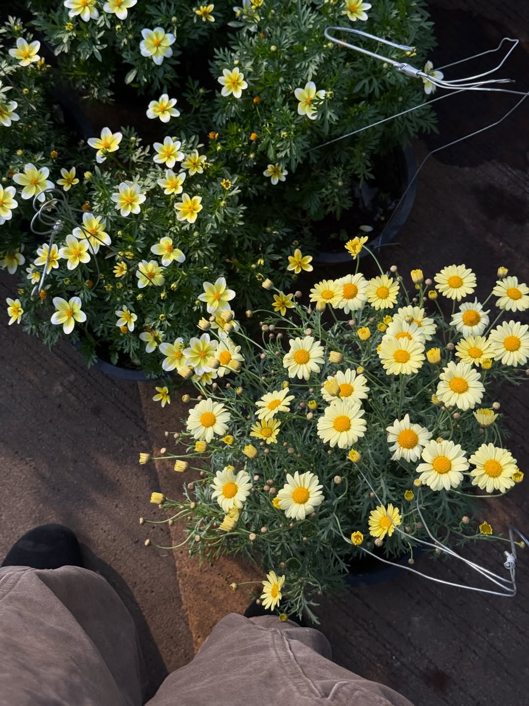 ไข่มุก - รุ่งรัตน์ เหม็งพานิช