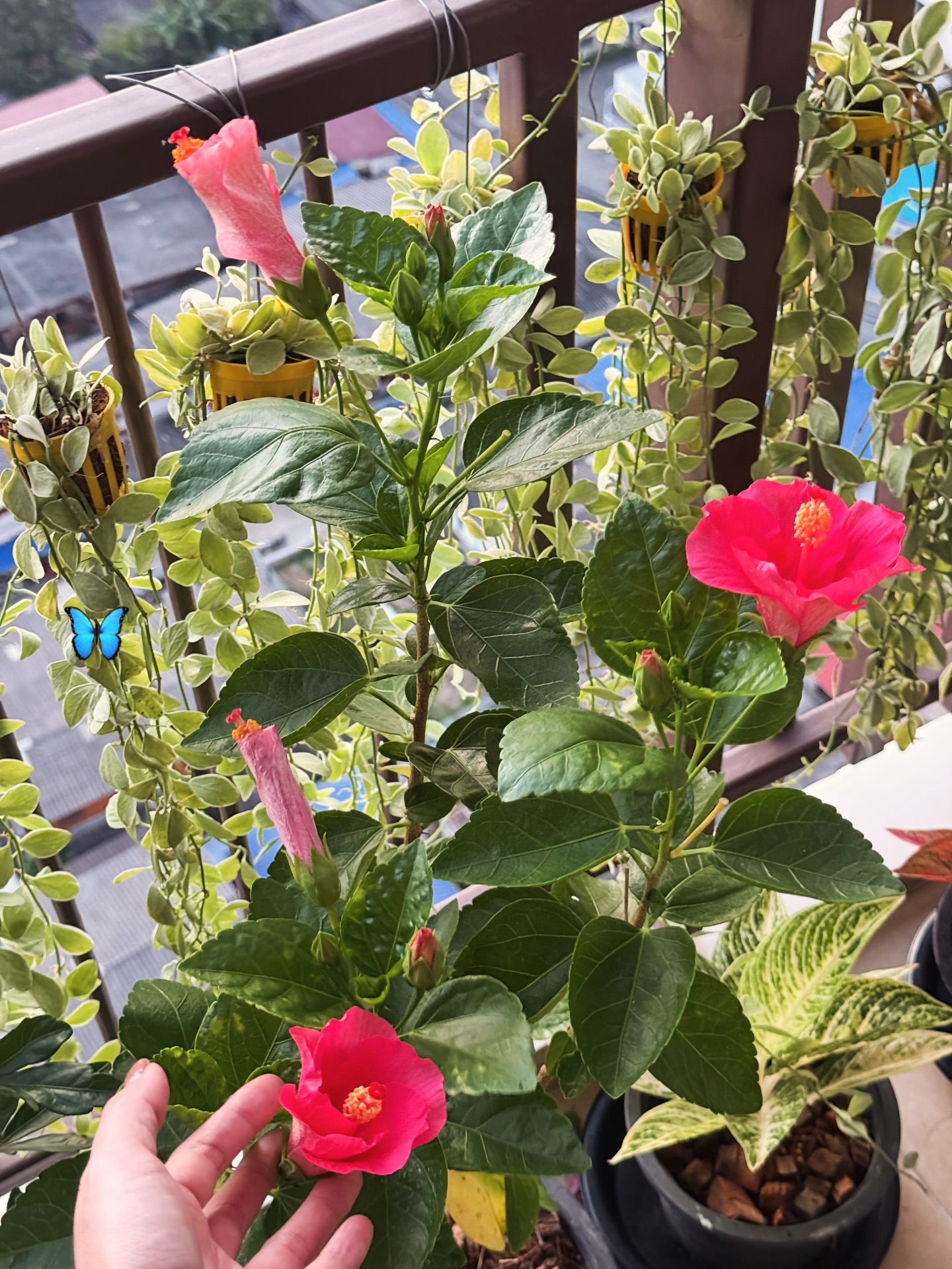 ไข่มุก - รุ่งรัตน์ เหม็งพานิช