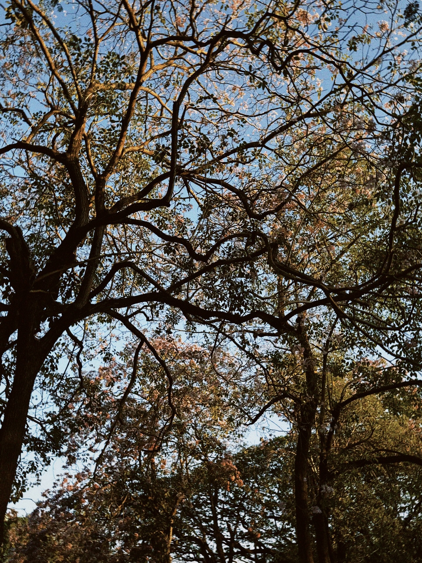 ไข่มุก - รุ่งรัตน์ เหม็งพานิช