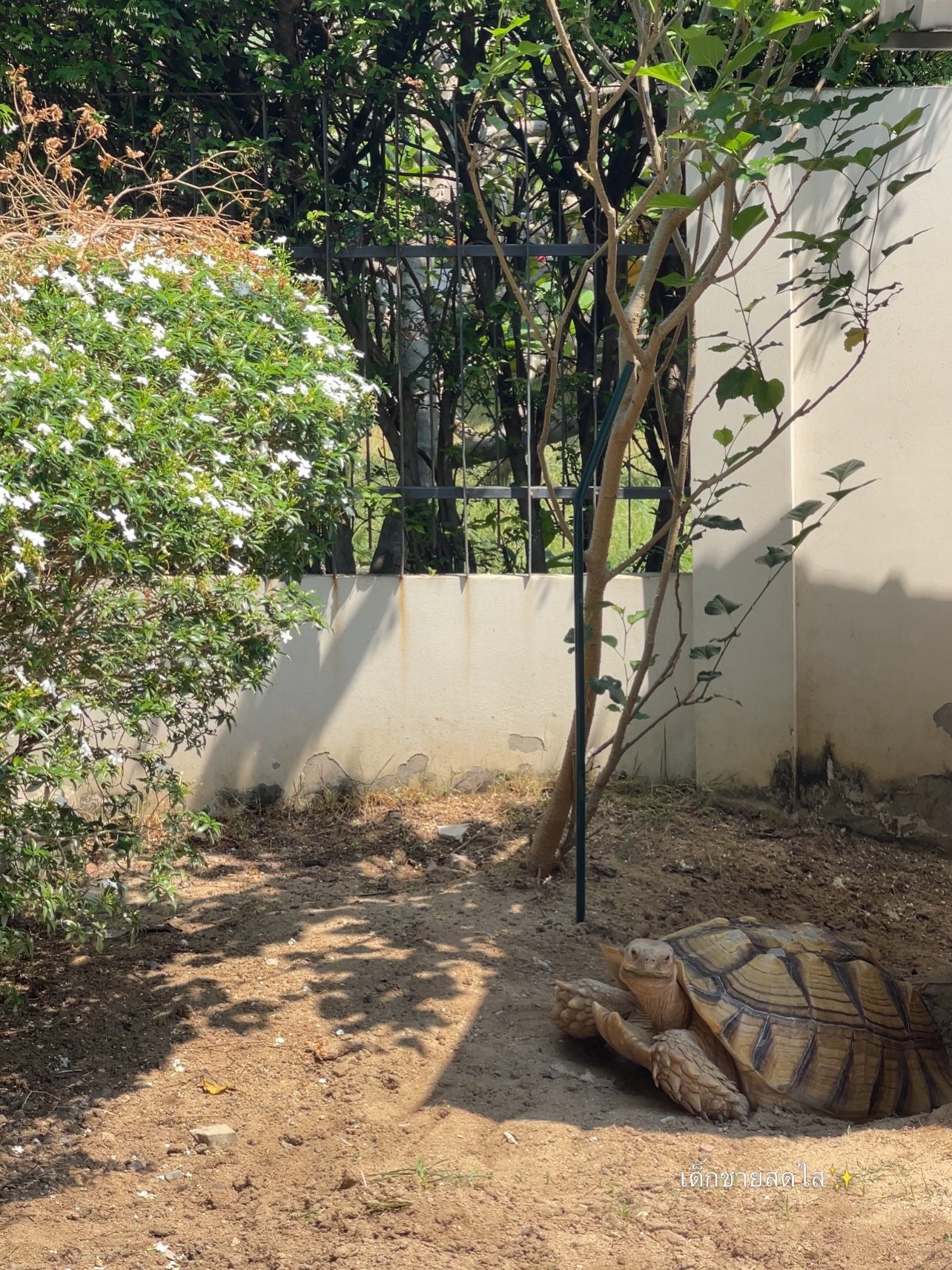 ไข่มุก - รุ่งรัตน์ เหม็งพานิช