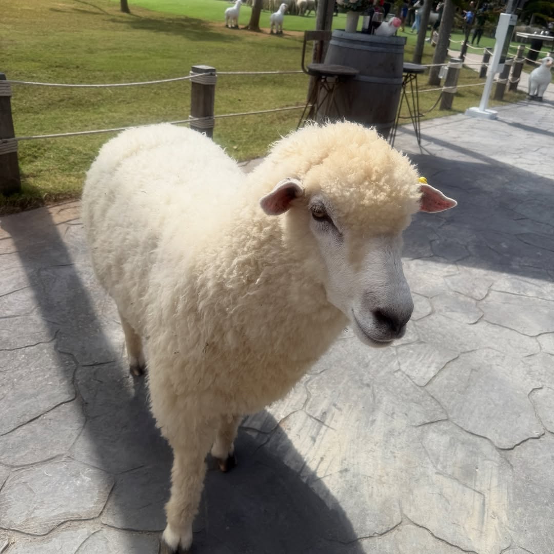 นิหน่า - สุฐิตา ปัญญายงค์