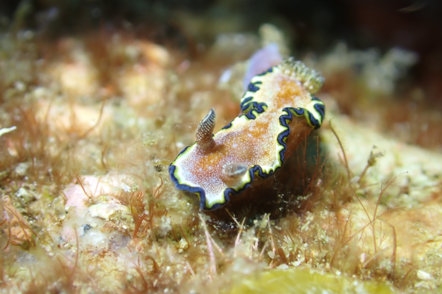 นิหน่า - สุฐิตา ปัญญายงค์