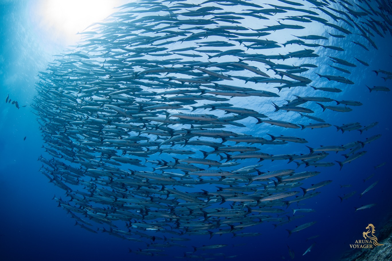 นิหน่า - สุฐิตา ปัญญายงค์