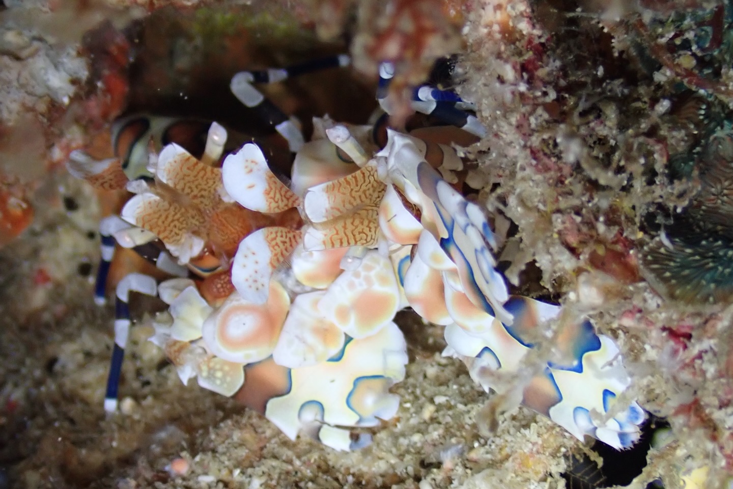 นิหน่า - สุฐิตา ปัญญายงค์