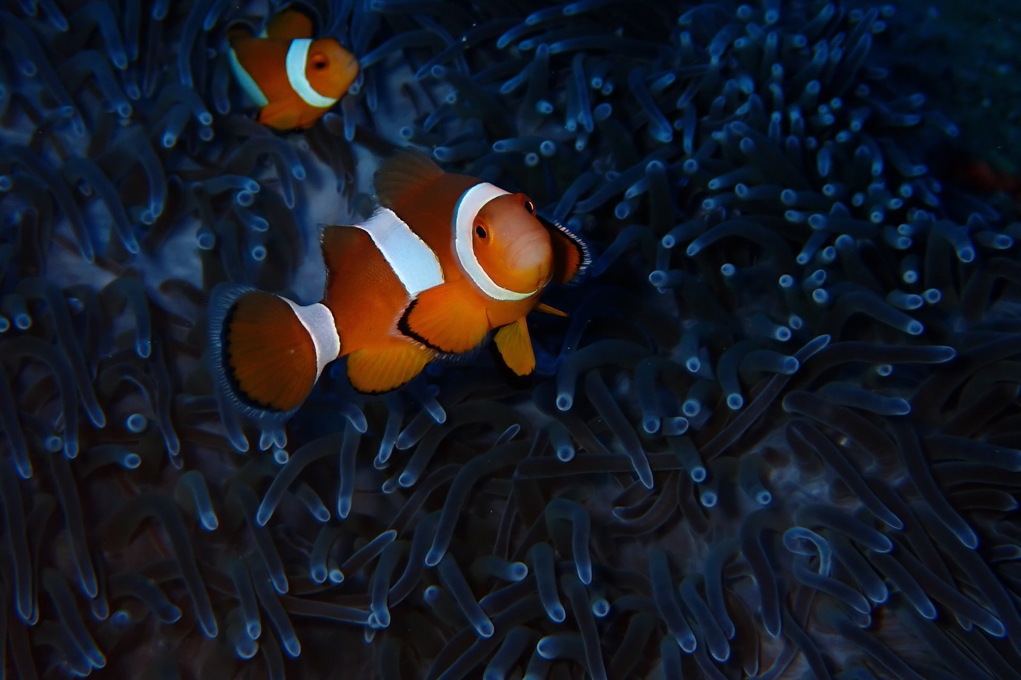 นิหน่า - สุฐิตา ปัญญายงค์