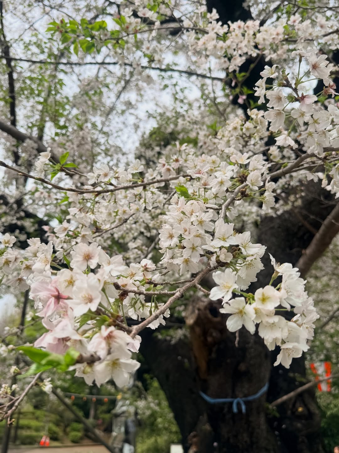 นิหน่า - สุฐิตา ปัญญายงค์