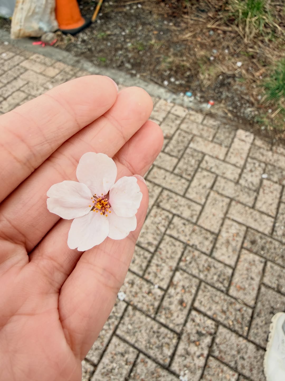 นิหน่า - สุฐิตา ปัญญายงค์