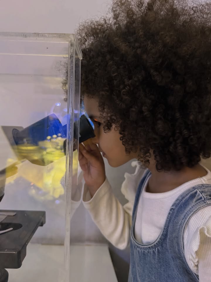 ซาร่า - นลิน โฮเลอร์