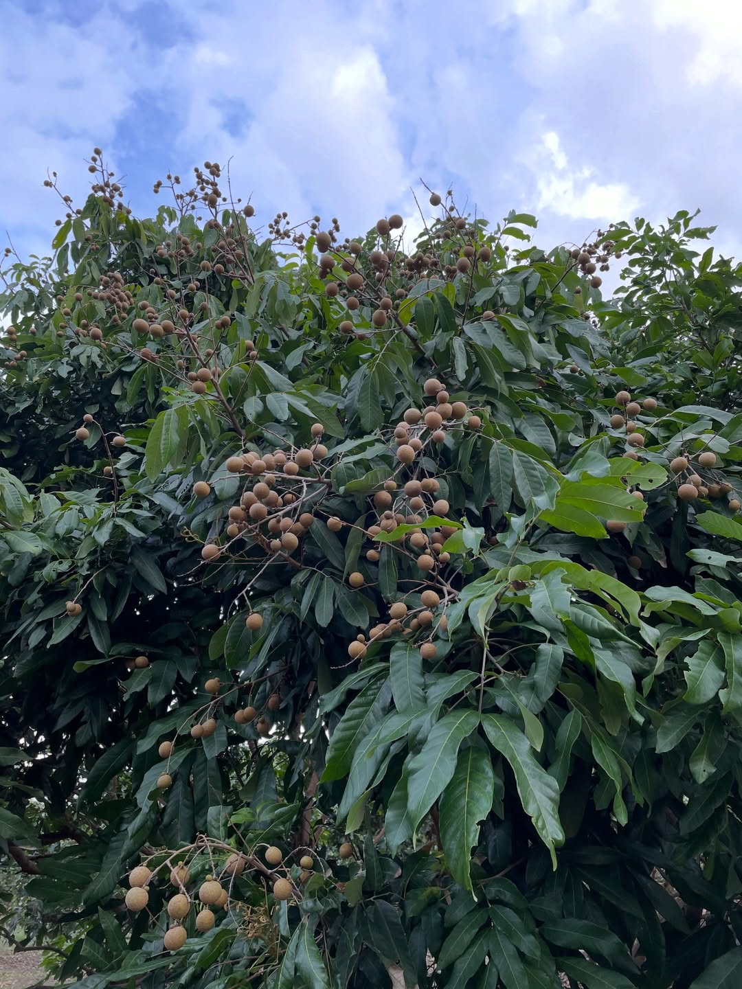 ซาร่า - นลิน โฮเลอร์