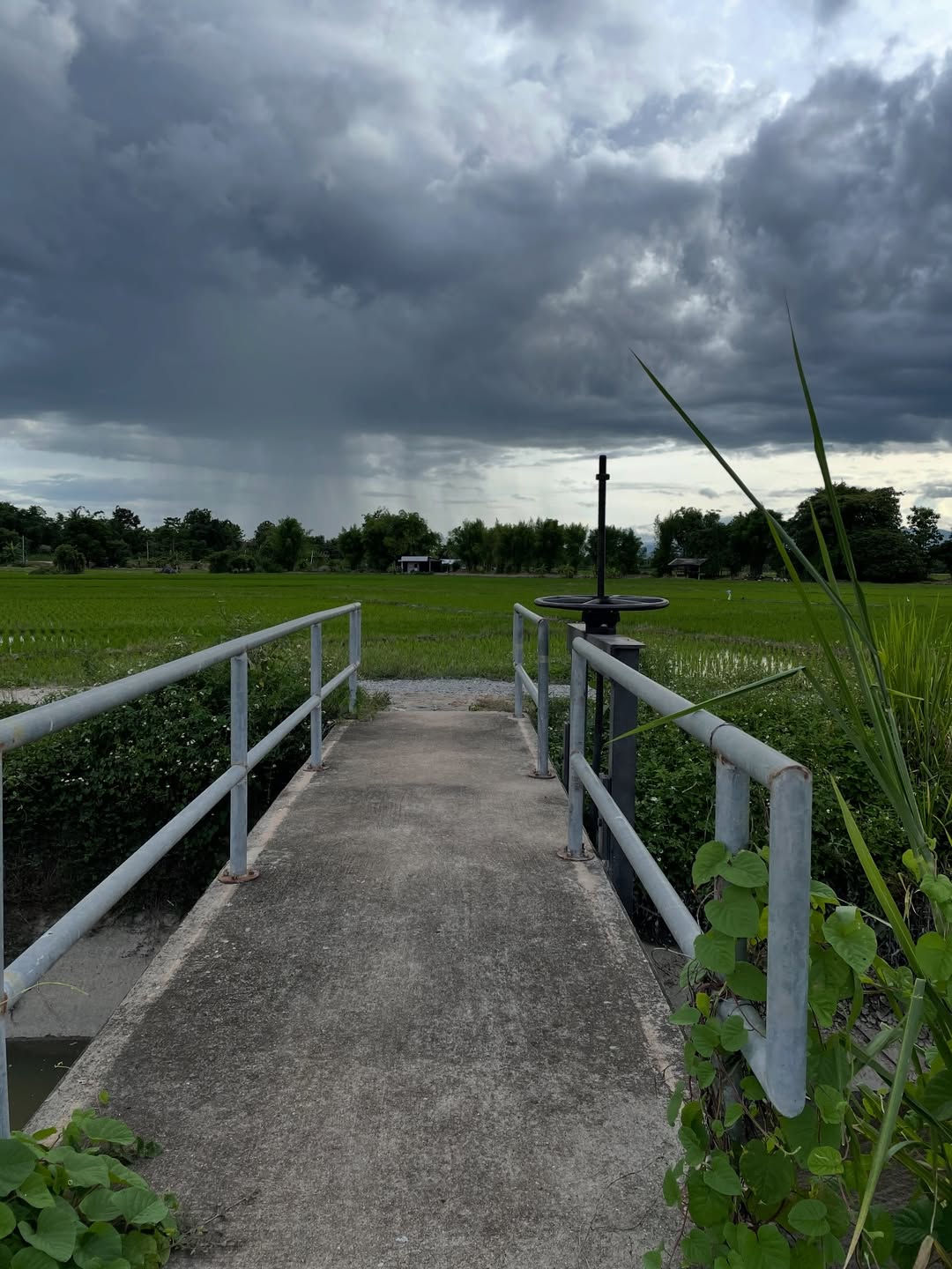 ซาร่า - นลิน โฮเลอร์