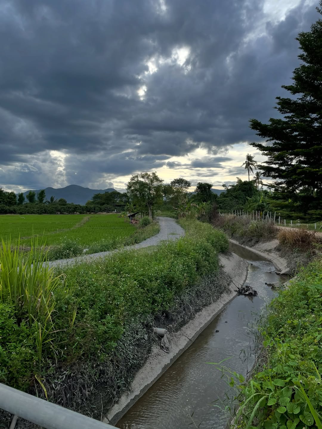 ซาร่า - นลิน โฮเลอร์