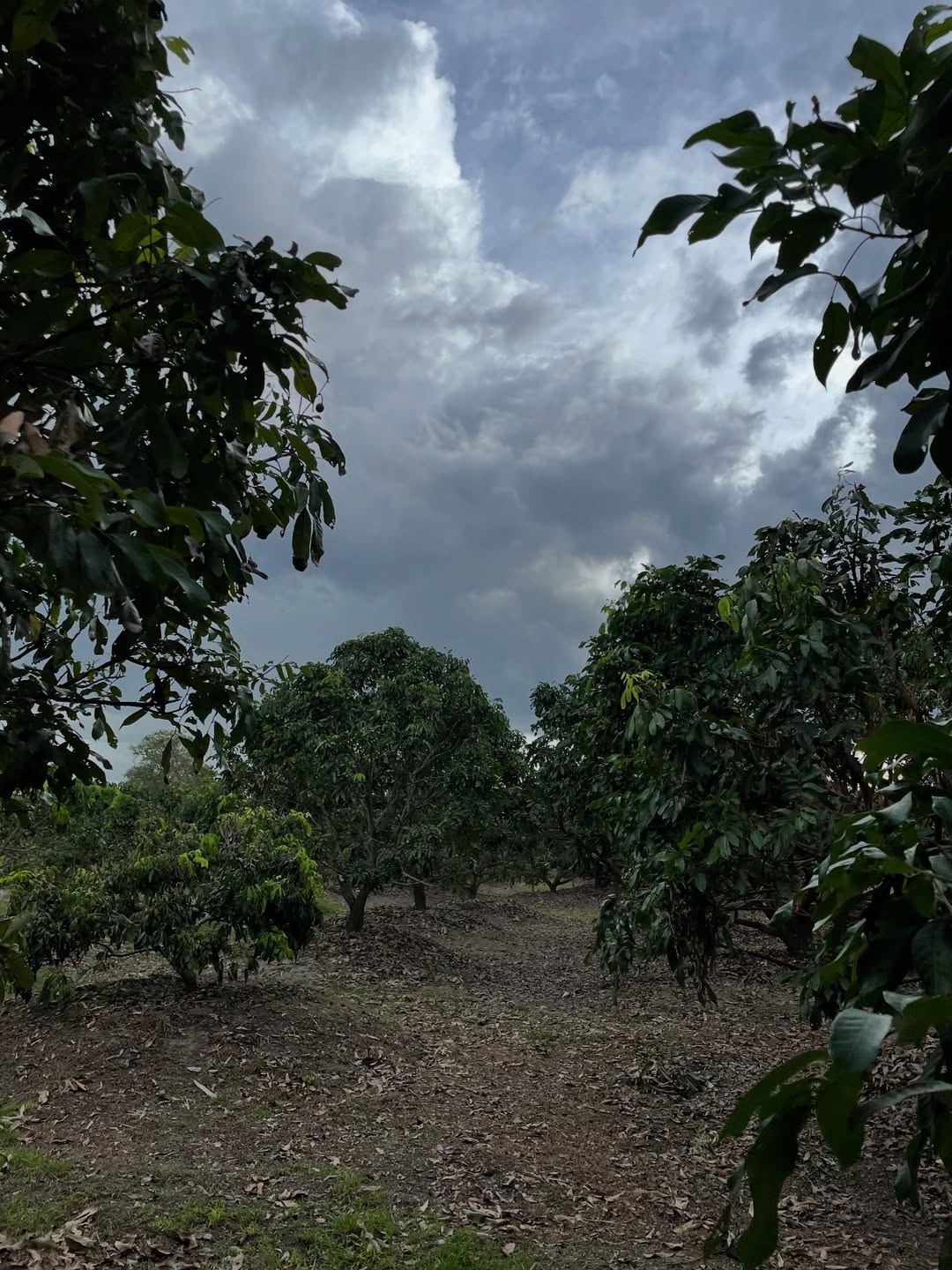 ซาร่า - นลิน โฮเลอร์