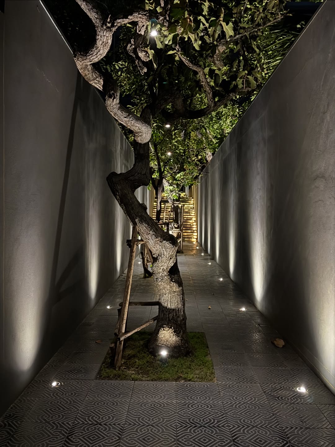 ซาร่า - นลิน โฮเลอร์