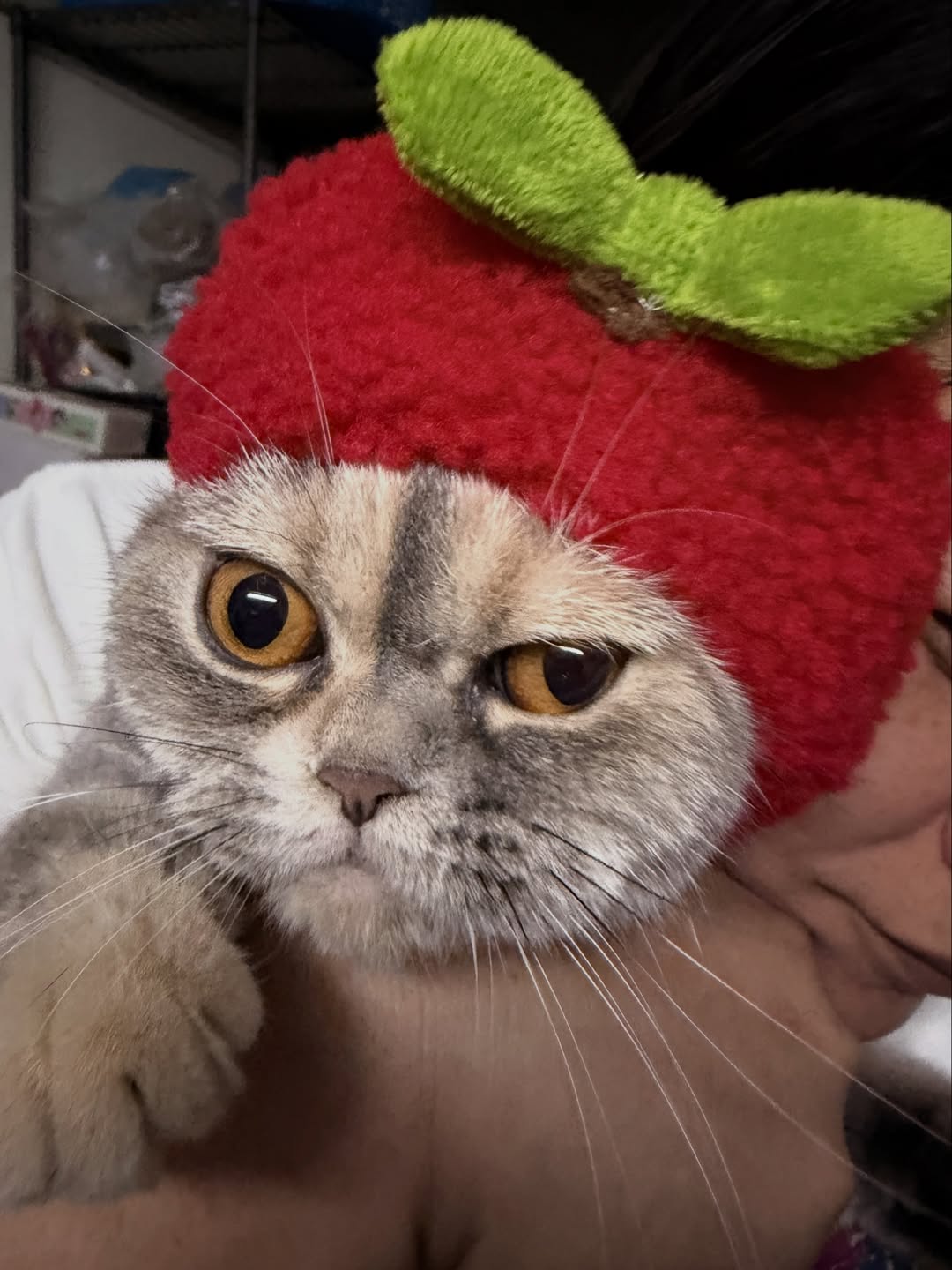 ใบปอ - ธิติยา จิระพรศิลป์