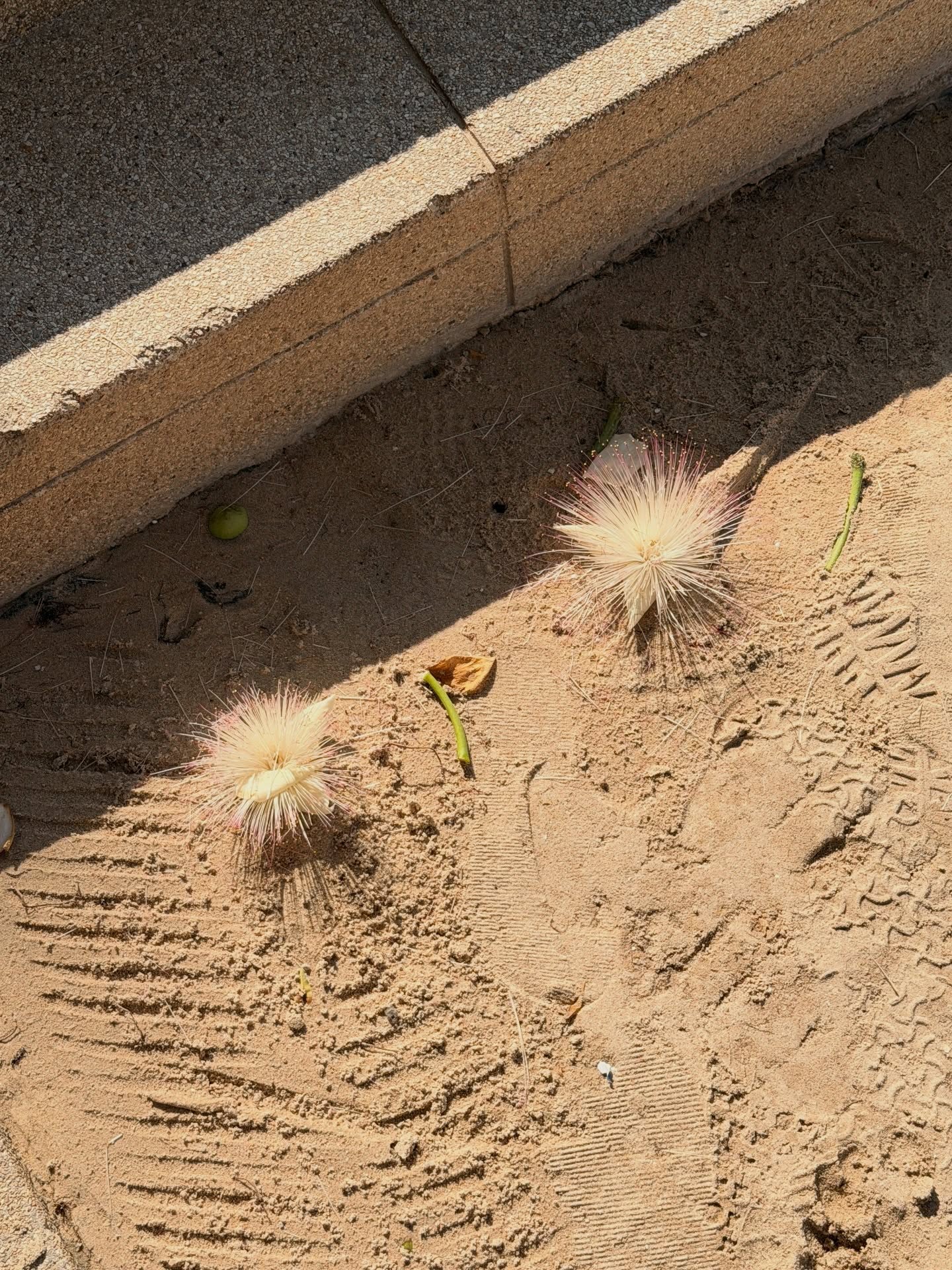 ใบปอ - ธิติยา จิระพรศิลป์