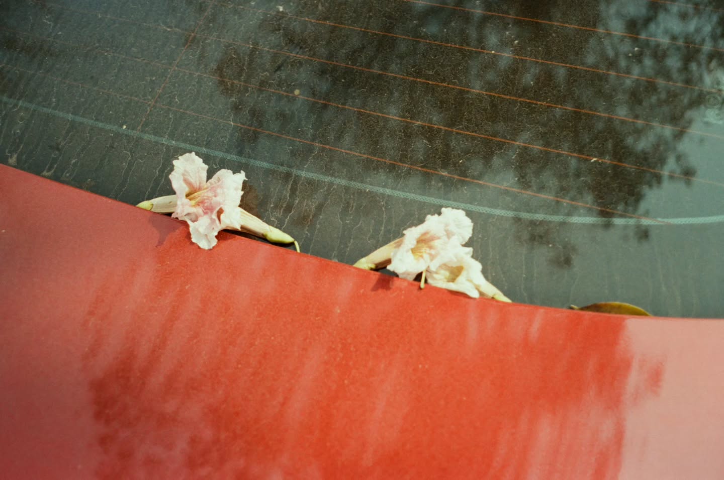 ไบเบิ้ล - วิชญ์ภาส สุเมตติกุล