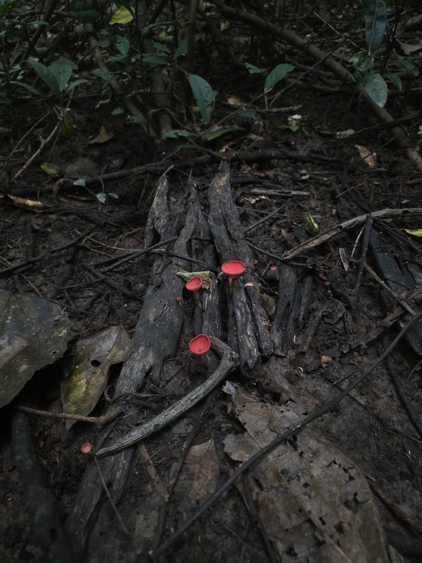 ไบเบิ้ล - วิชญ์ภาส สุเมตติกุล