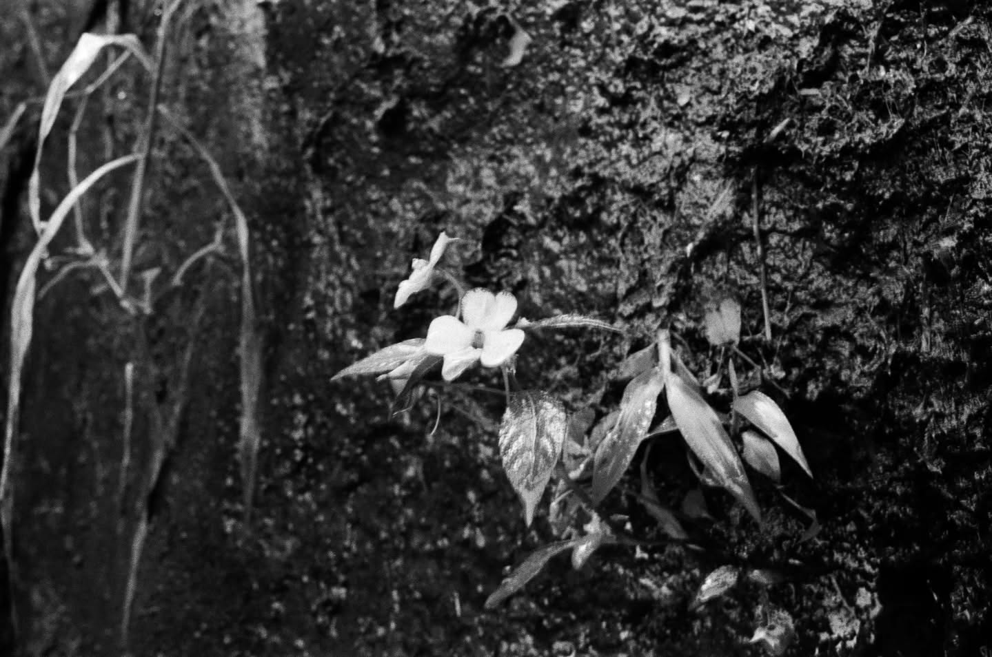 ไบเบิ้ล - วิชญ์ภาส สุเมตติกุล