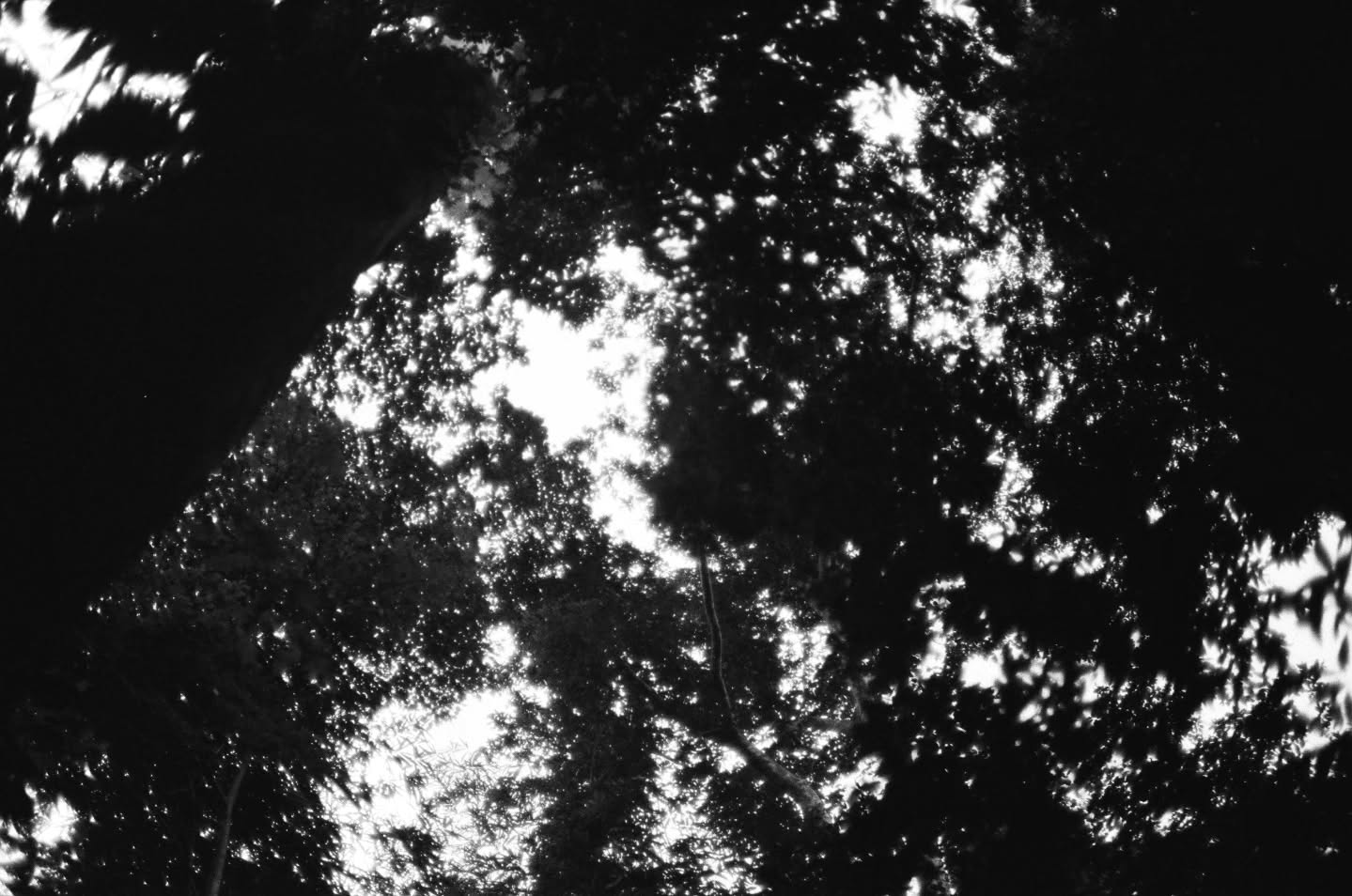 ไบเบิ้ล - วิชญ์ภาส สุเมตติกุล