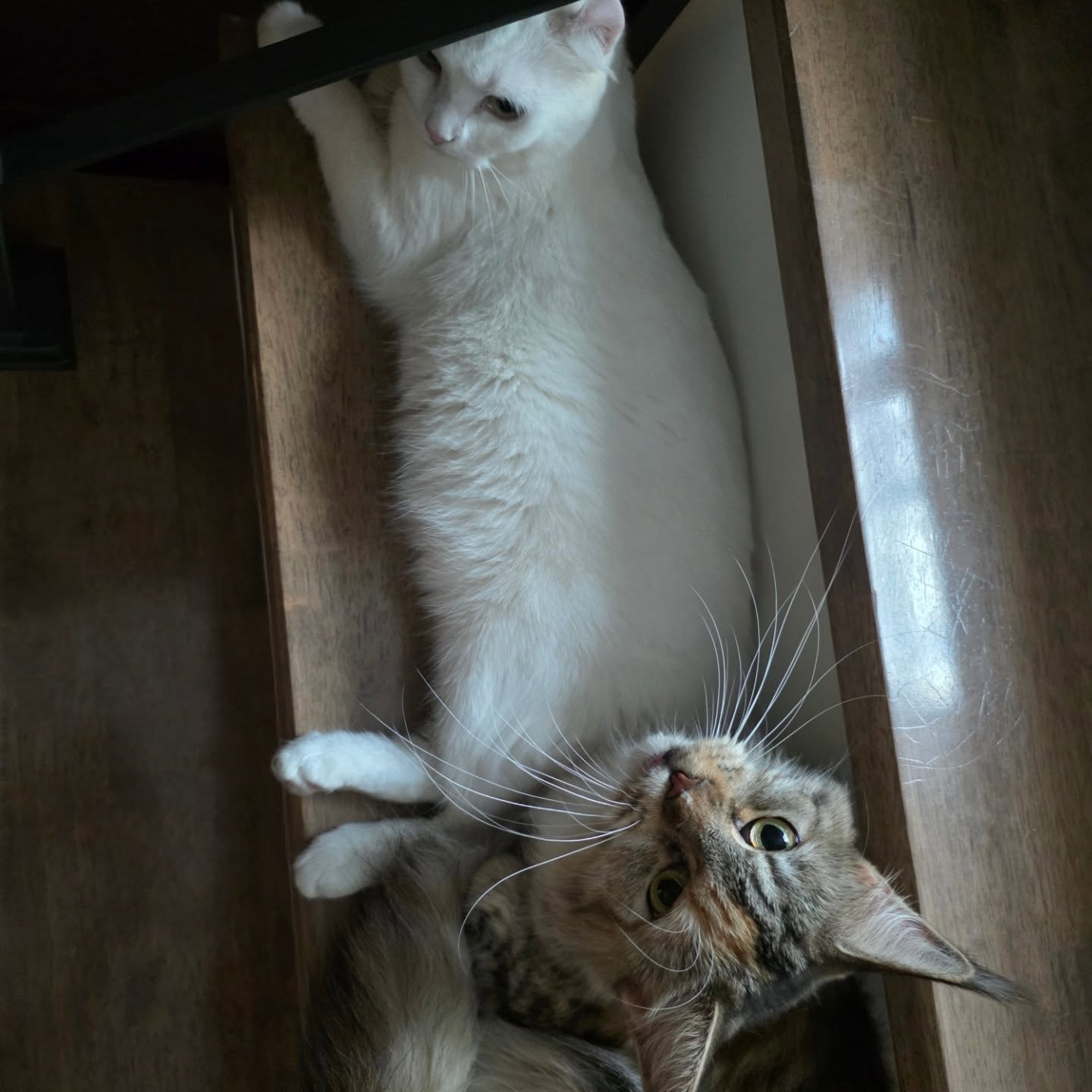 ไบเบิ้ล - วิชญ์ภาส สุเมตติกุล