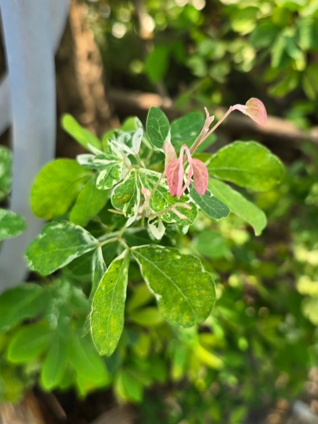 ไบเบิ้ล - วิชญ์ภาส สุเมตติกุล