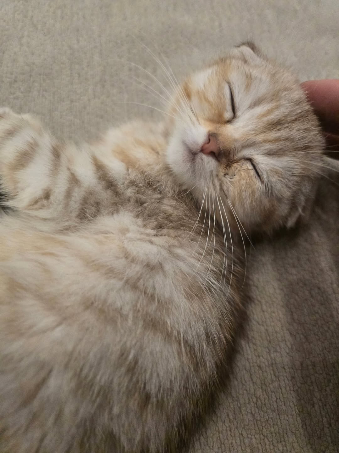 ไบเบิ้ล - วิชญ์ภาส สุเมตติกุล