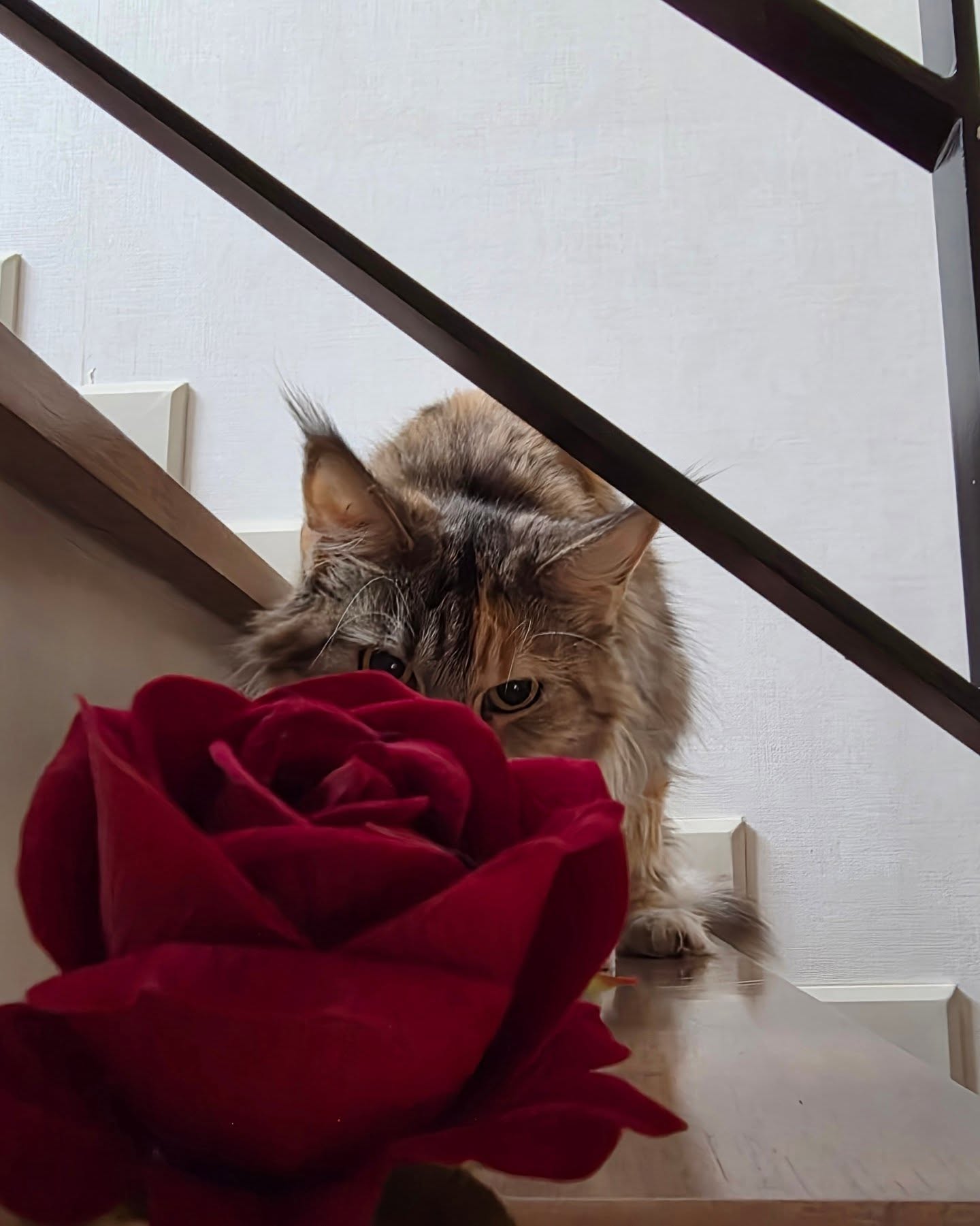 ไบเบิ้ล - วิชญ์ภาส สุเมตติกุล