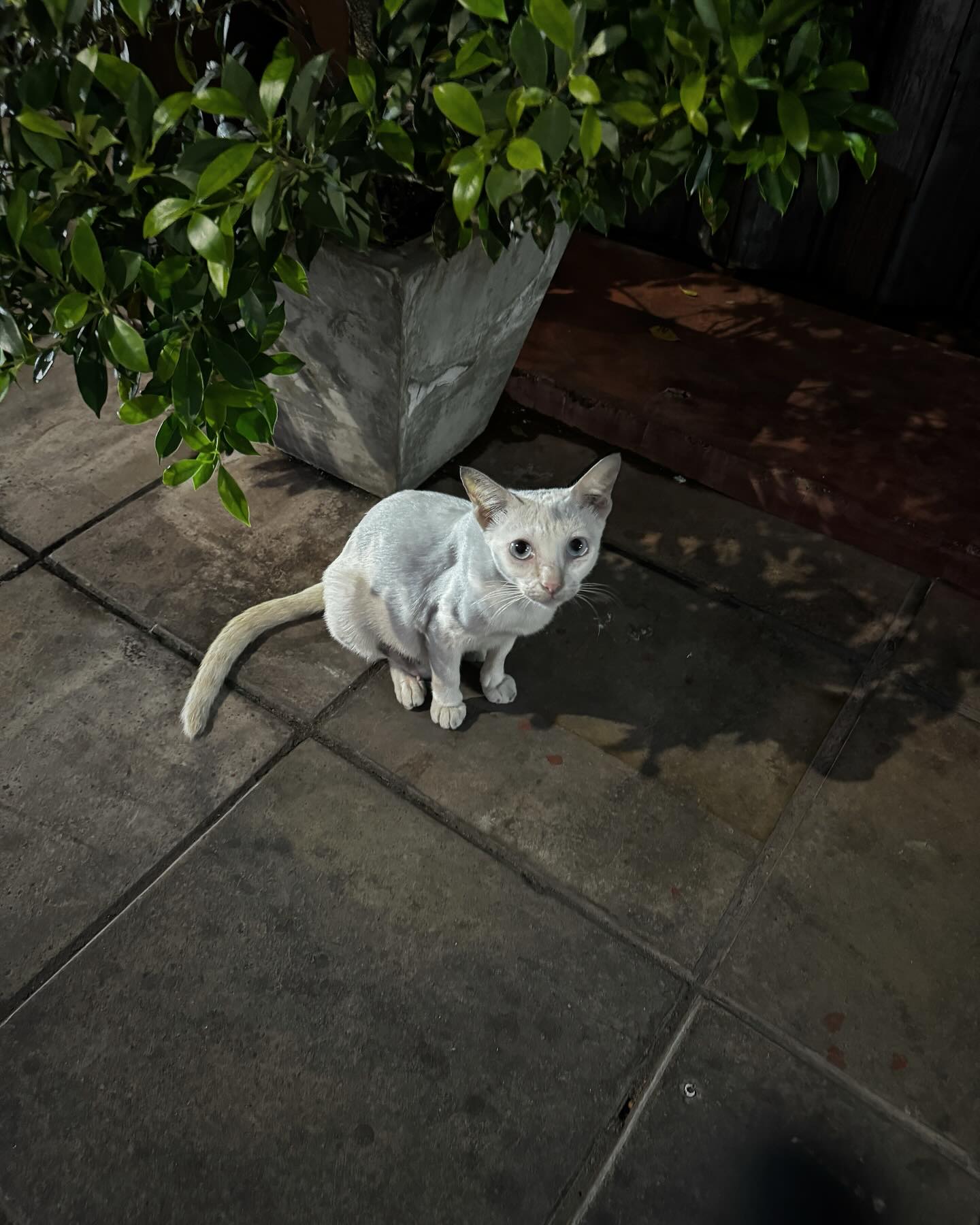 ซาร่า เล็กจ์