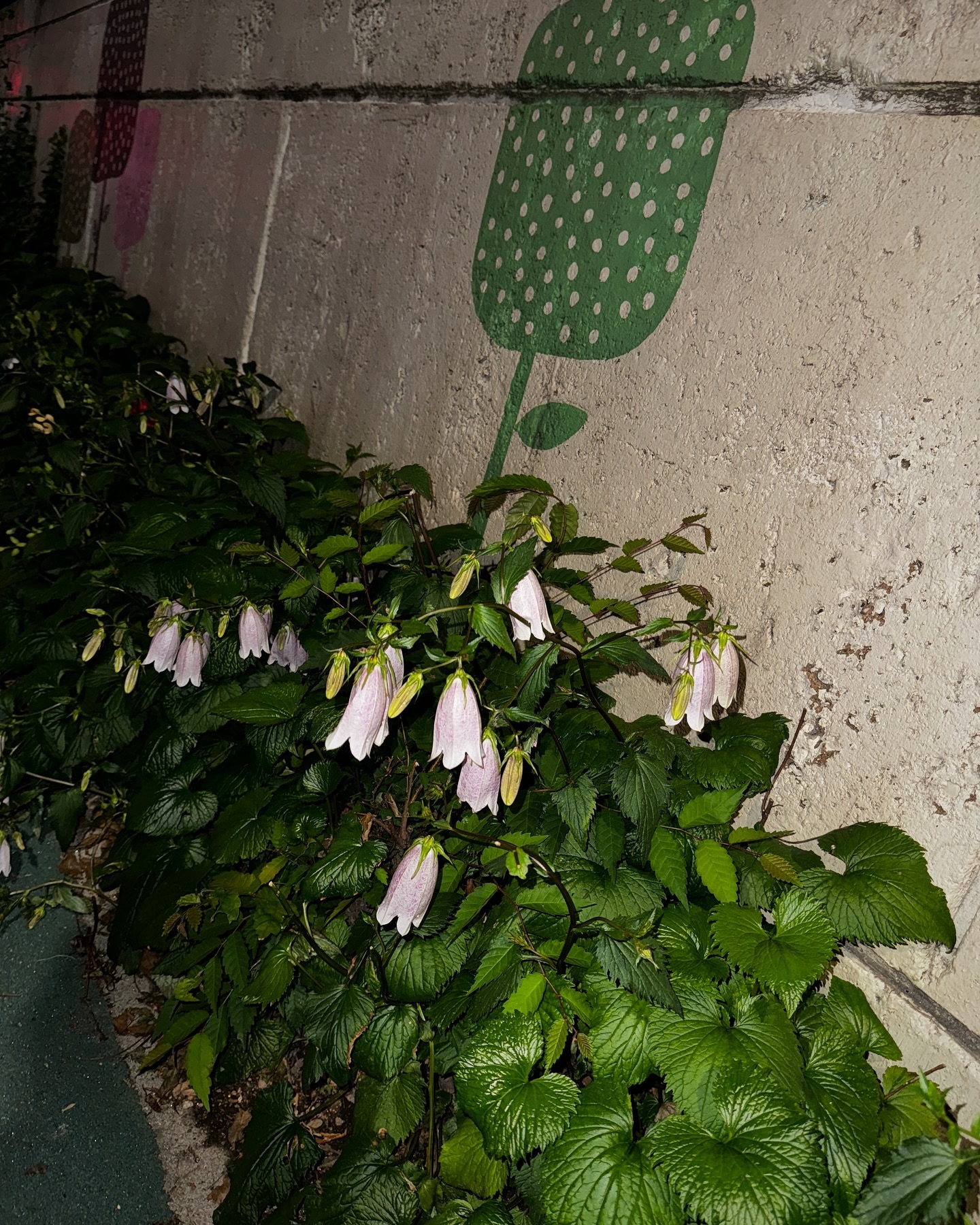 ซาร่า เล็กจ์