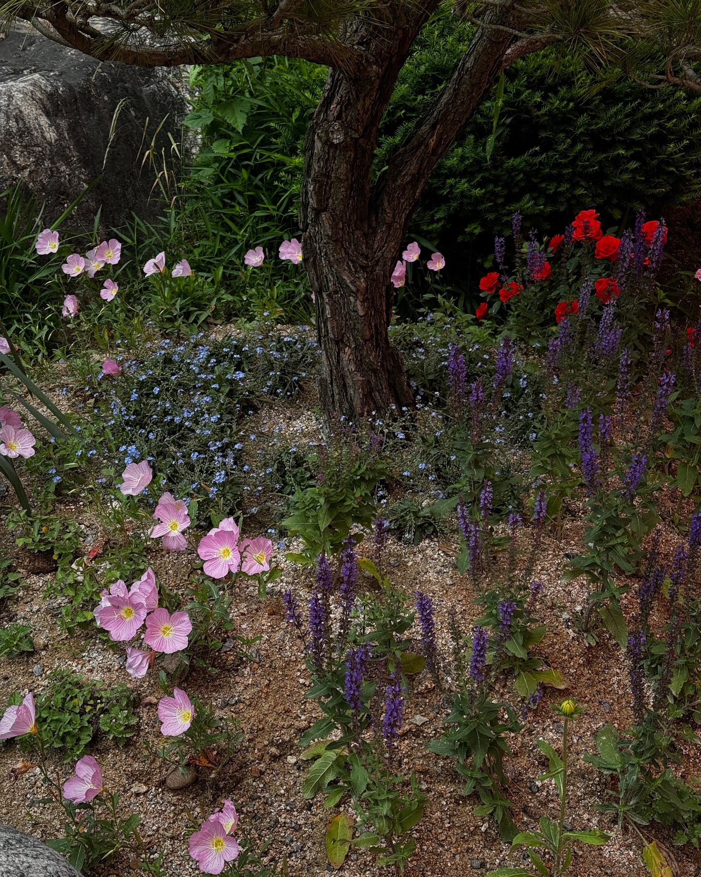 ซาร่า เล็กจ์