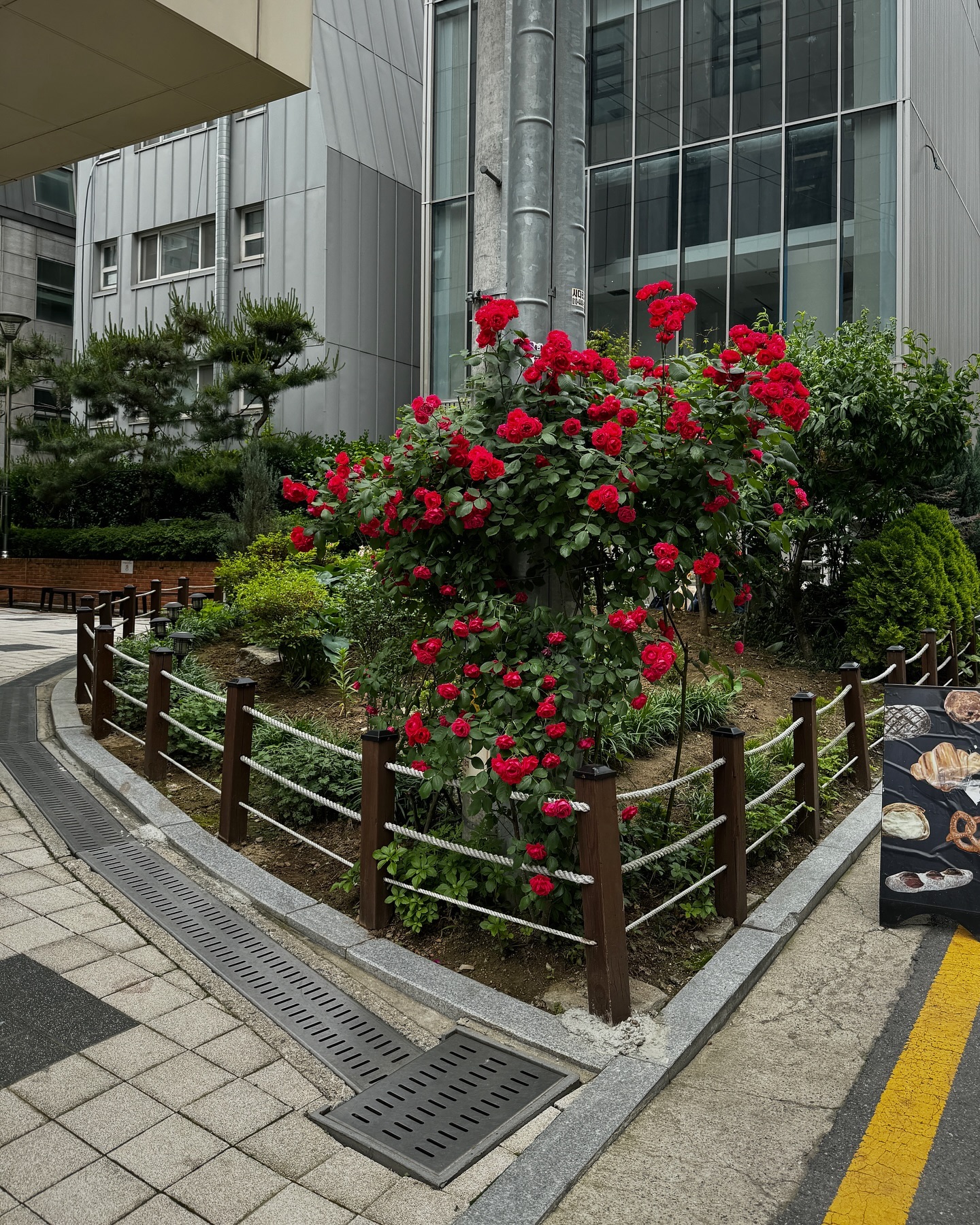 ซาร่า เล็กจ์