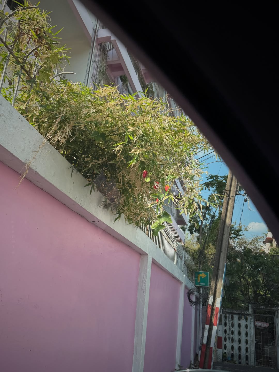 ซาร่า เล็กจ์