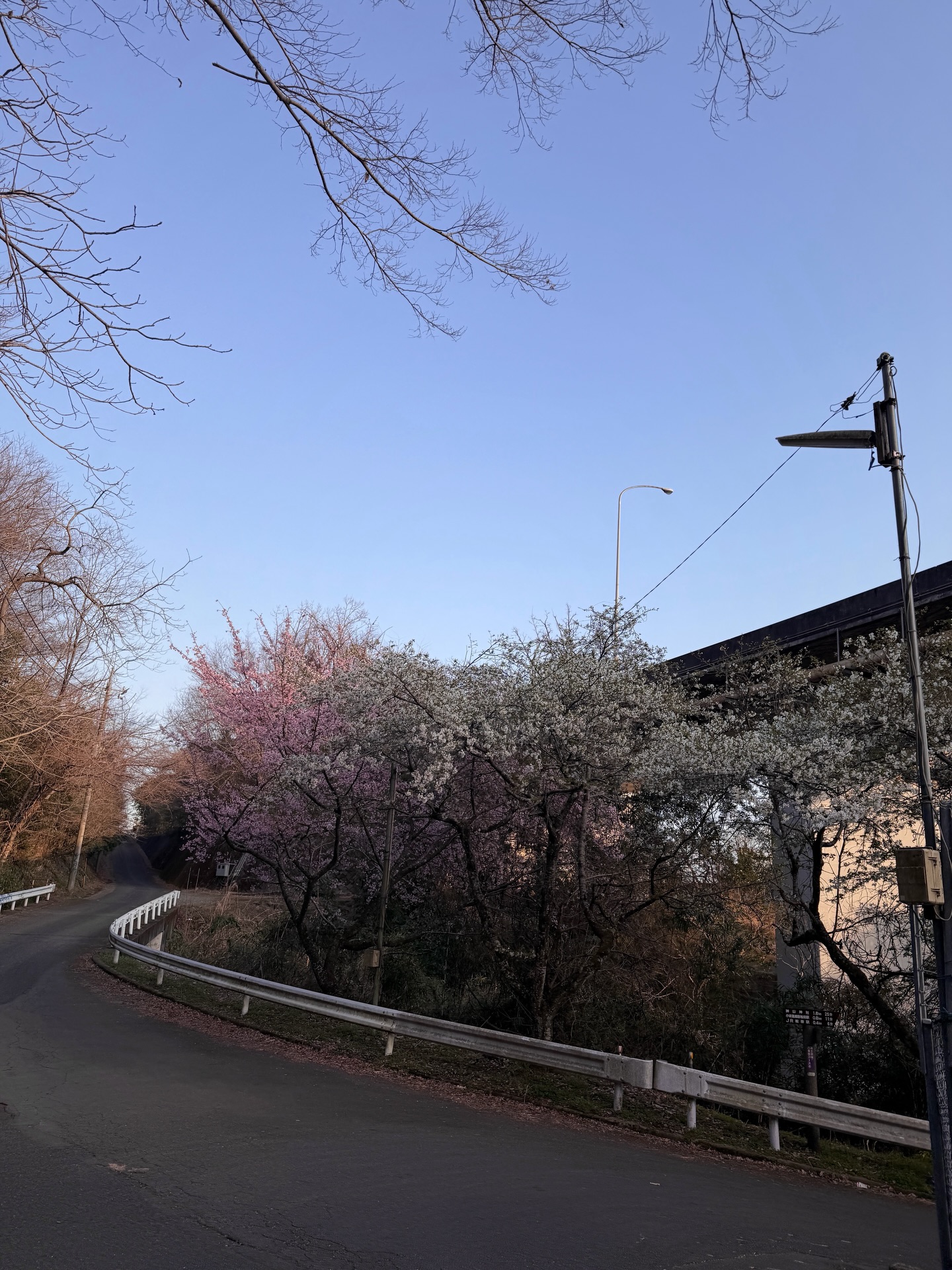 ซาร่า เล็กจ์