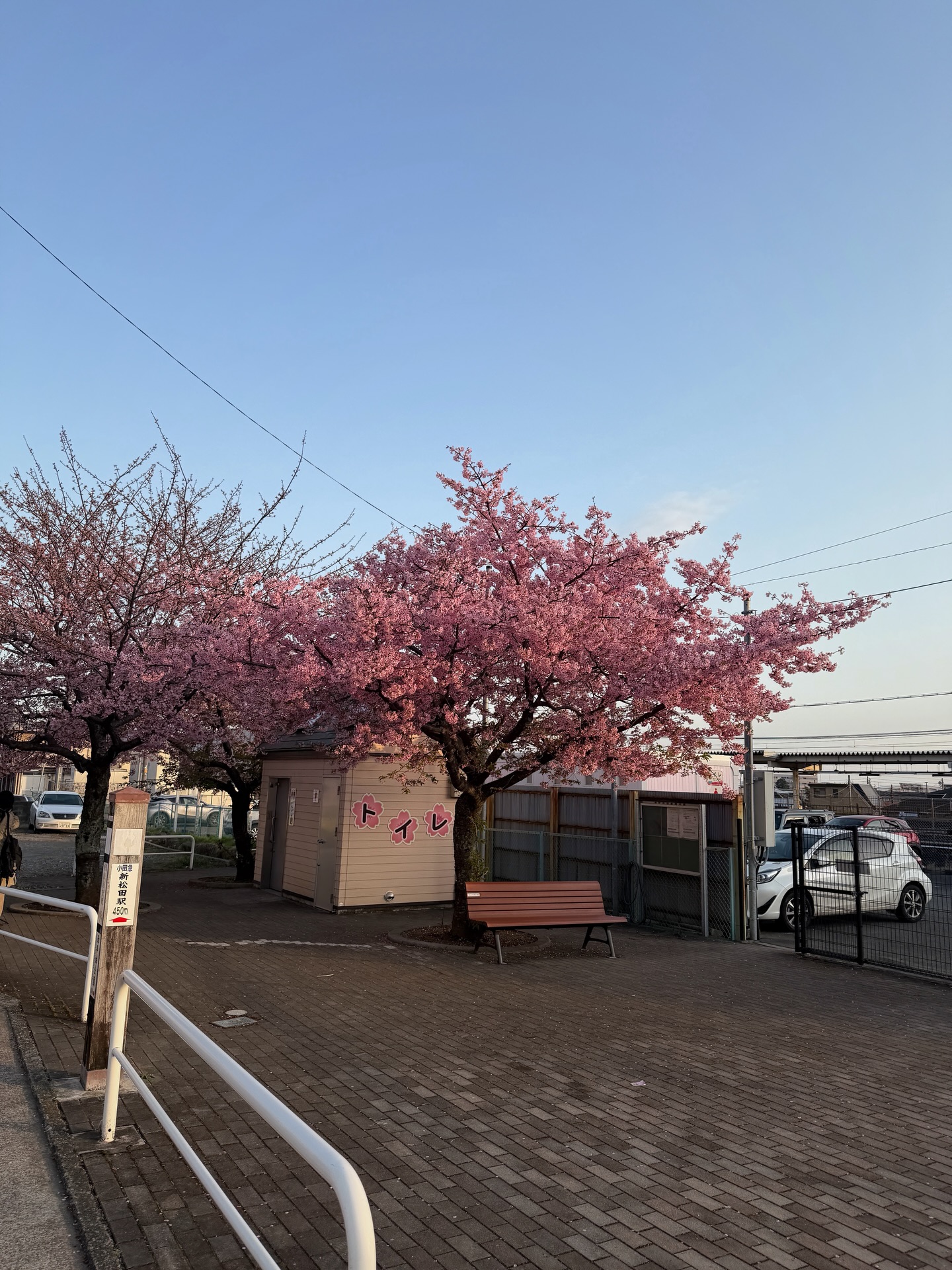 ซาร่า เล็กจ์