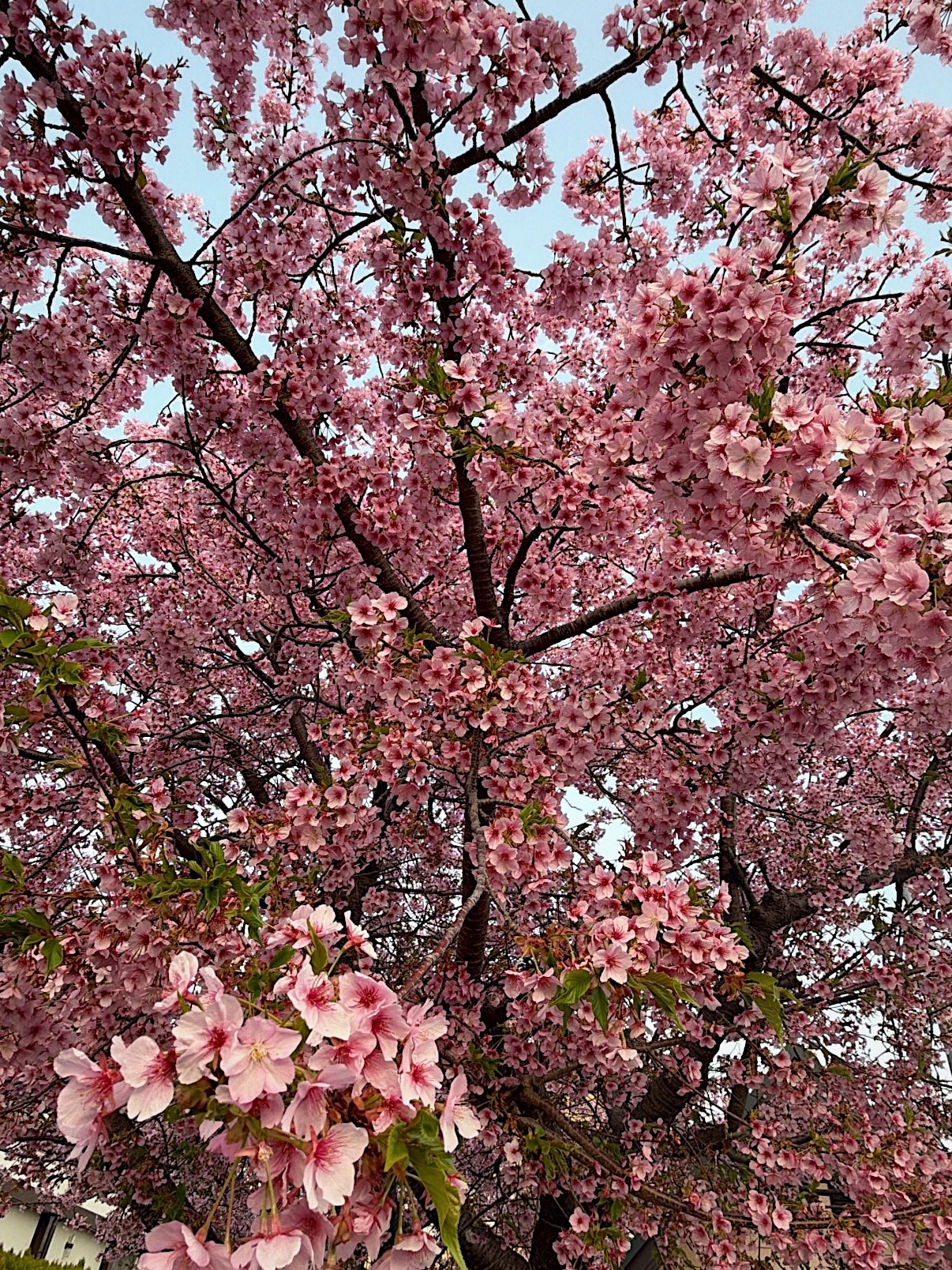 ซาร่า เล็กจ์