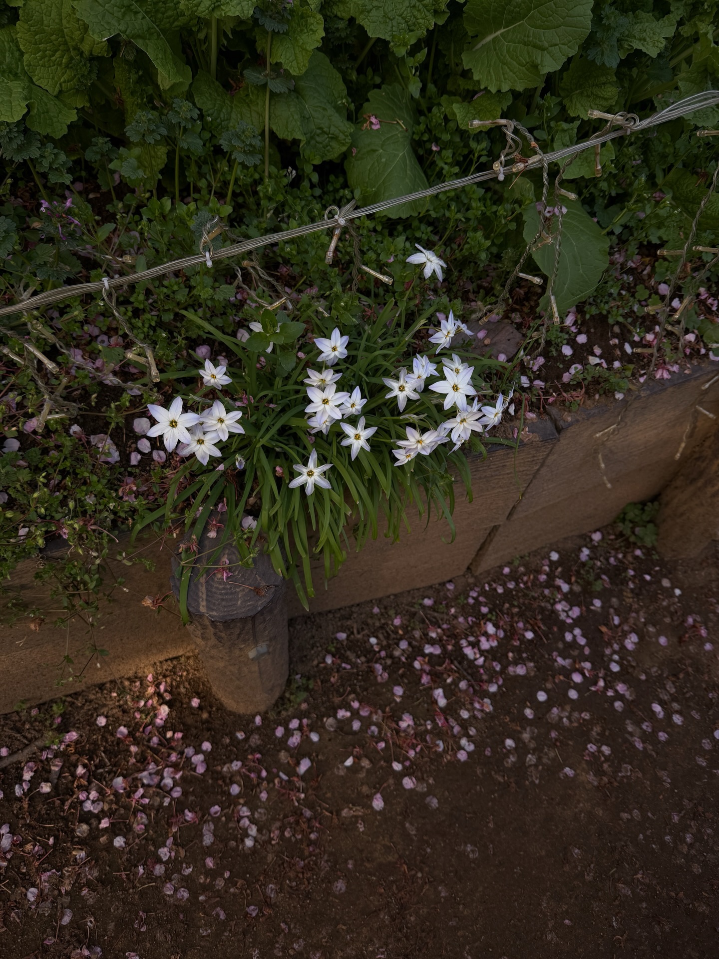 ซาร่า เล็กจ์