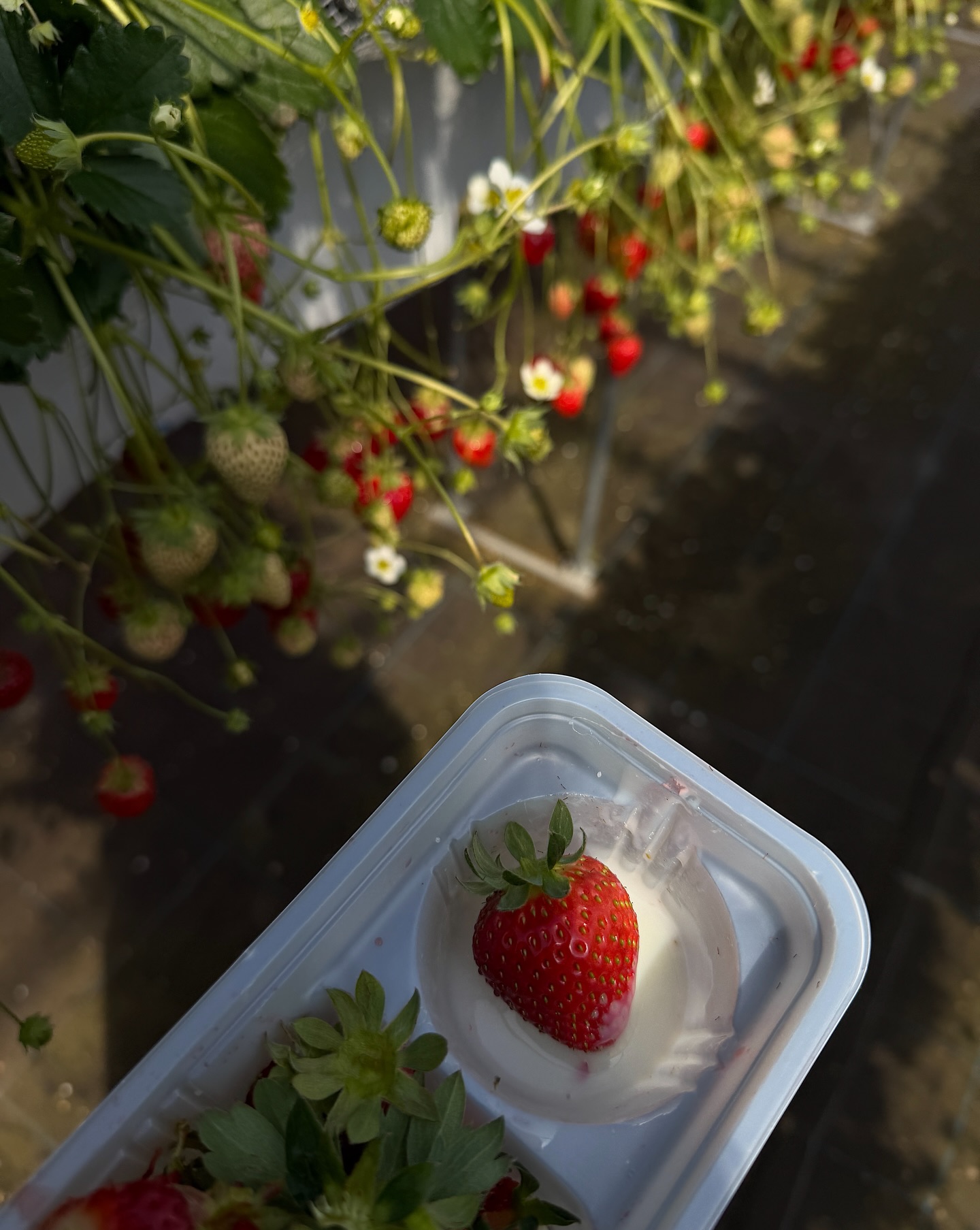 ซาร่า เล็กจ์