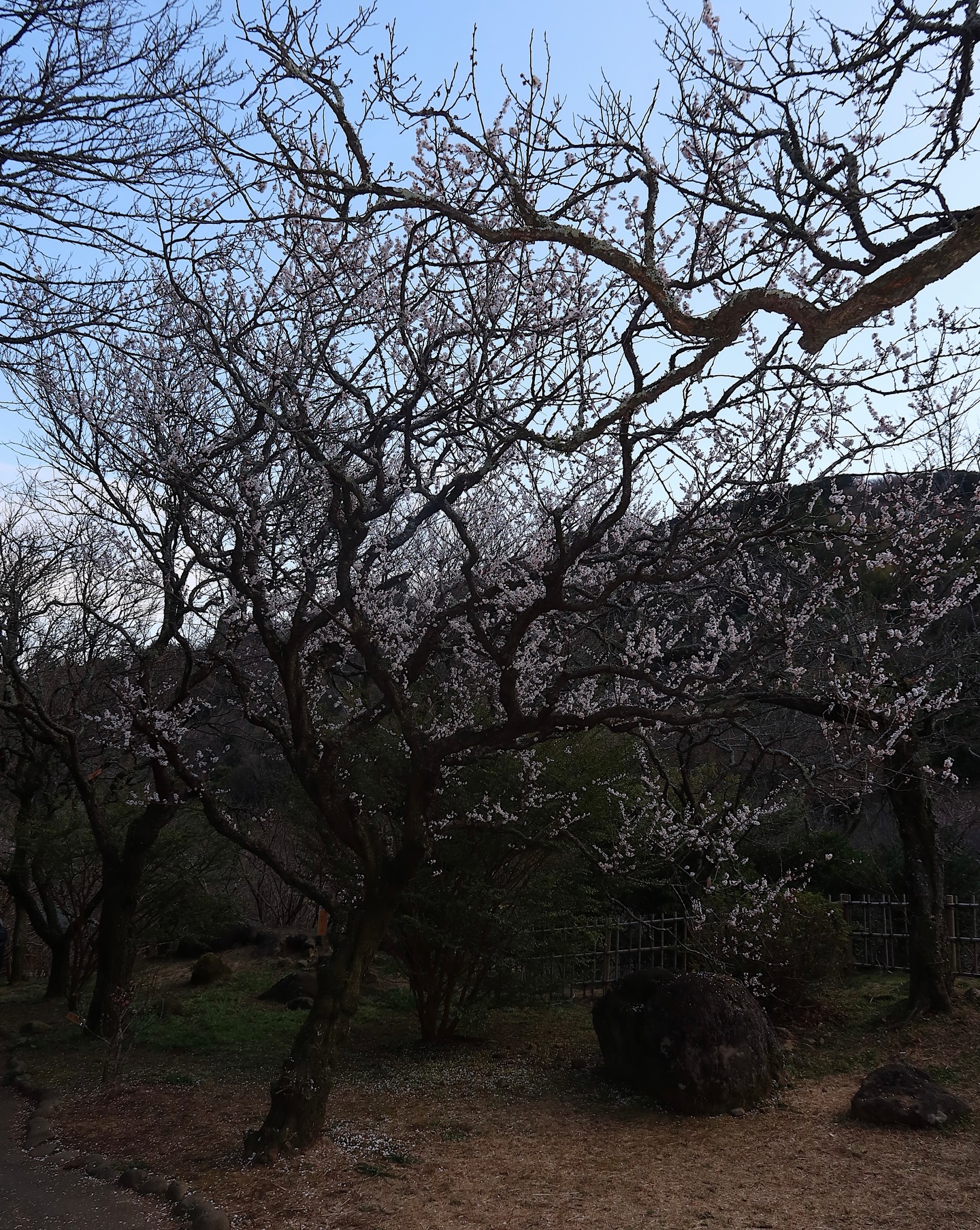 ซาร่า เล็กจ์